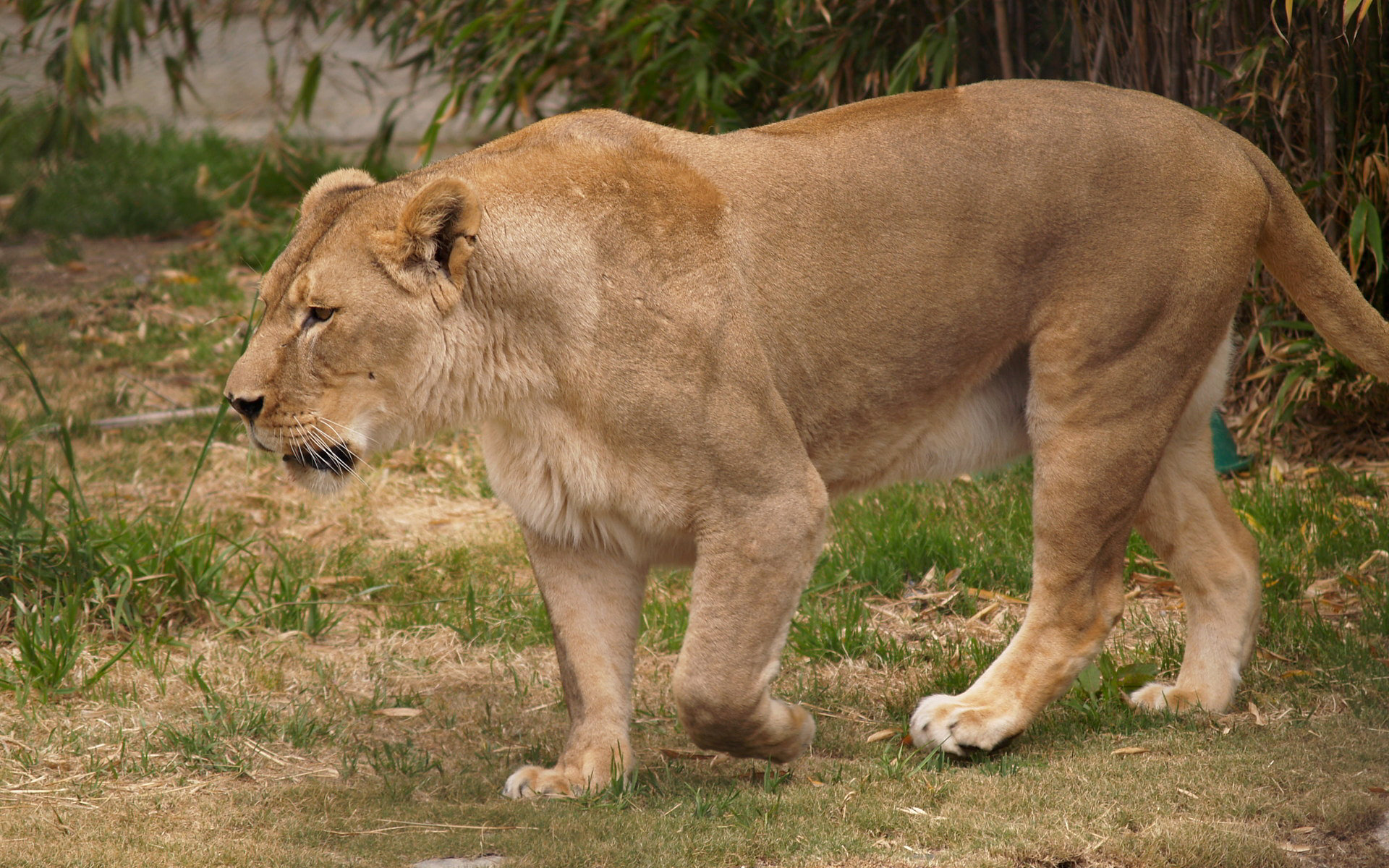 253751 descargar imagen animales, león, leona, gatos: fondos de pantalla y protectores de pantalla gratis
