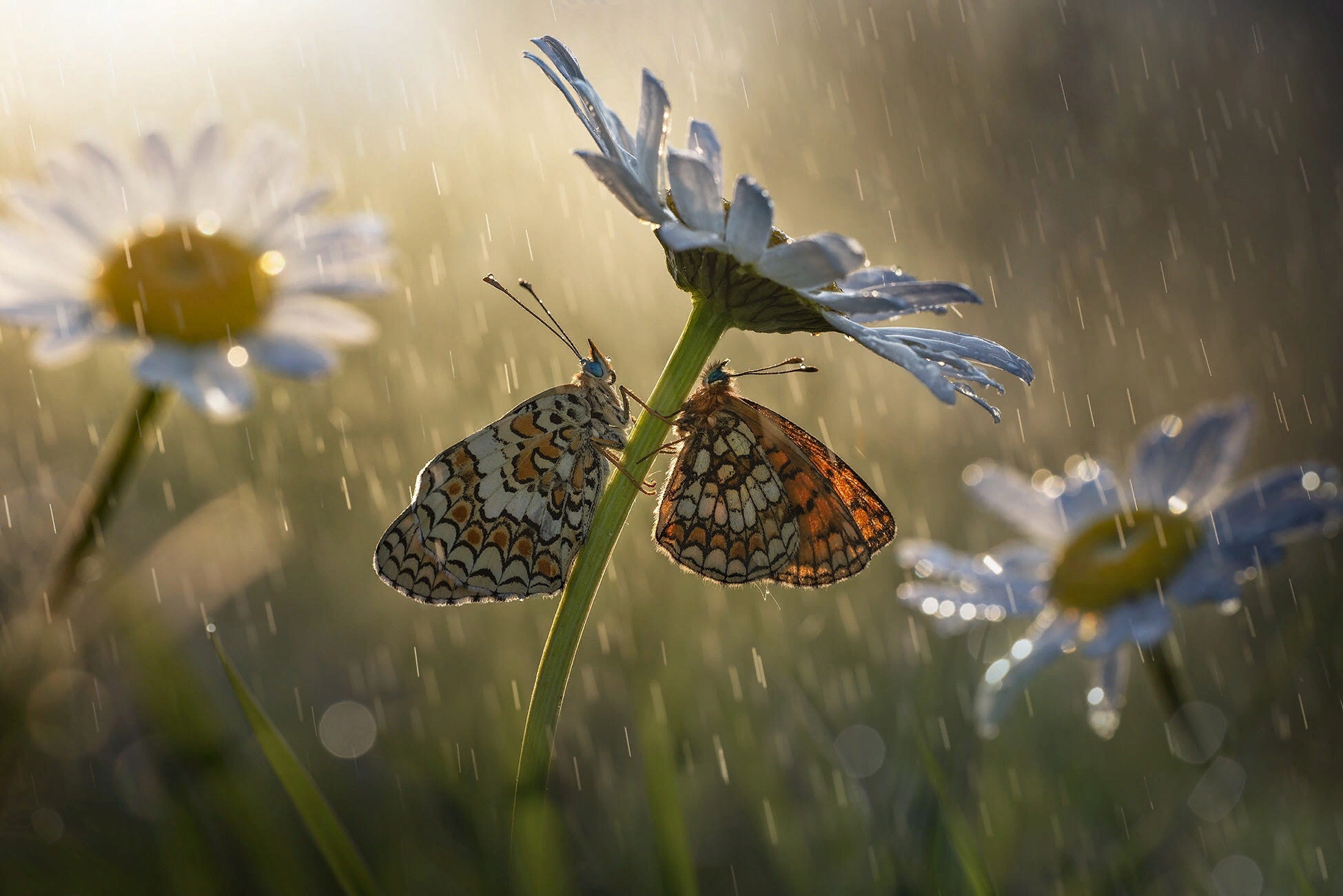 rain, animal, butterfly, chamomile, flower, insect, macro, nature Full HD