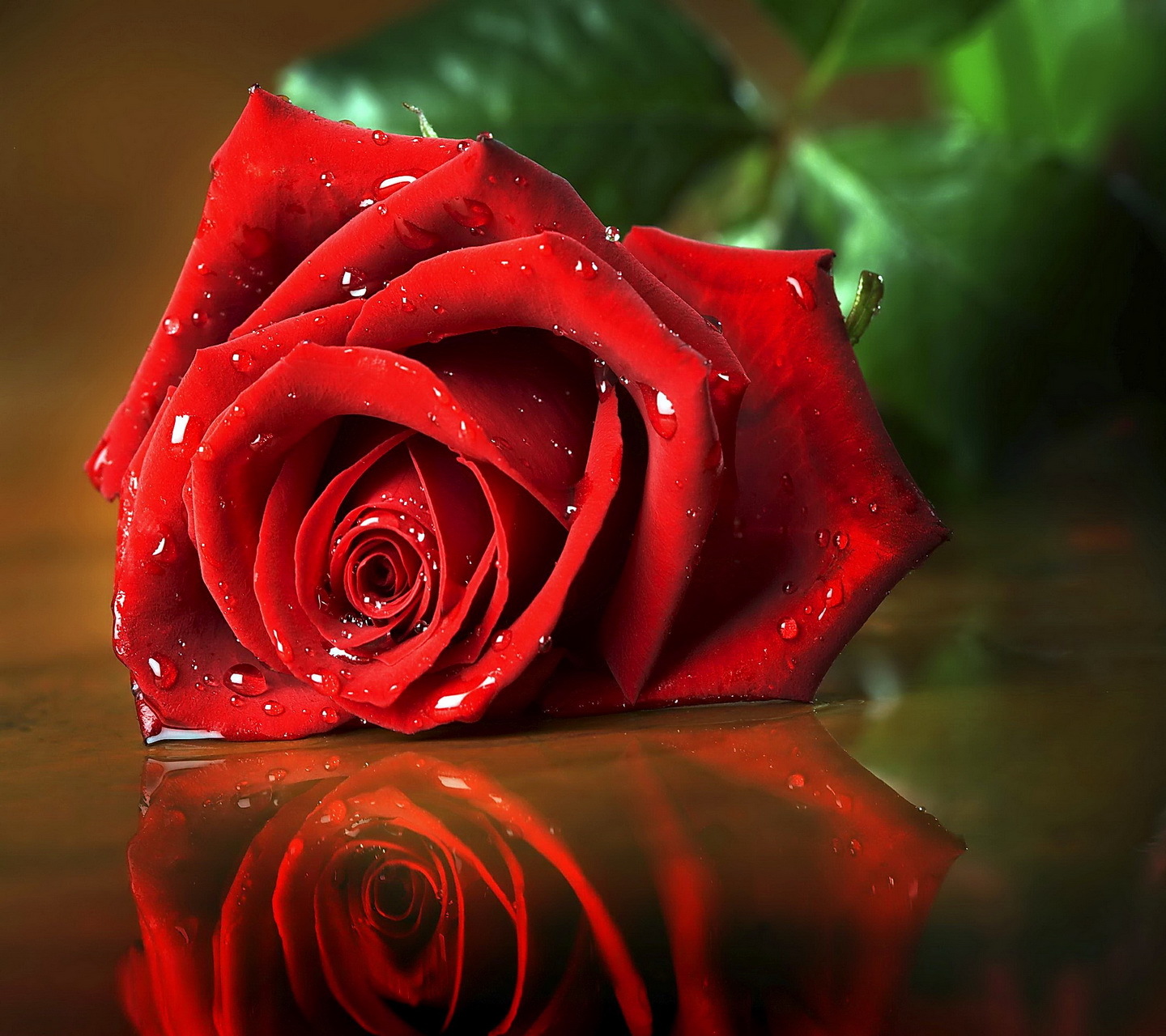20744 Hintergrundbild herunterladen roses, blumen, rot, pflanzen - Bildschirmschoner und Bilder kostenlos