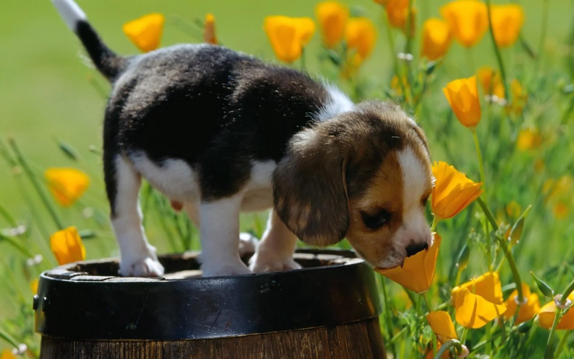 Download mobile wallpaper Spotty, Spotted, Animals, Barrel, Grass, Beagle, Puppy, Flowers for free.