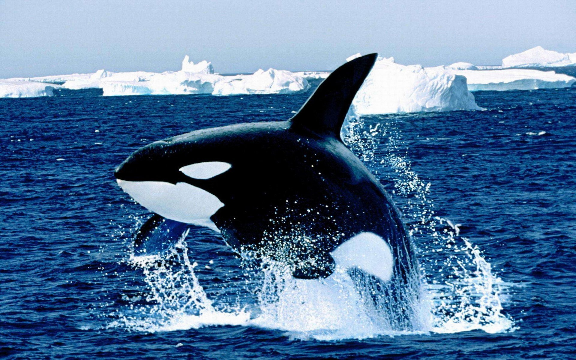 iceberg, orca, animal, killer whale, water, whale