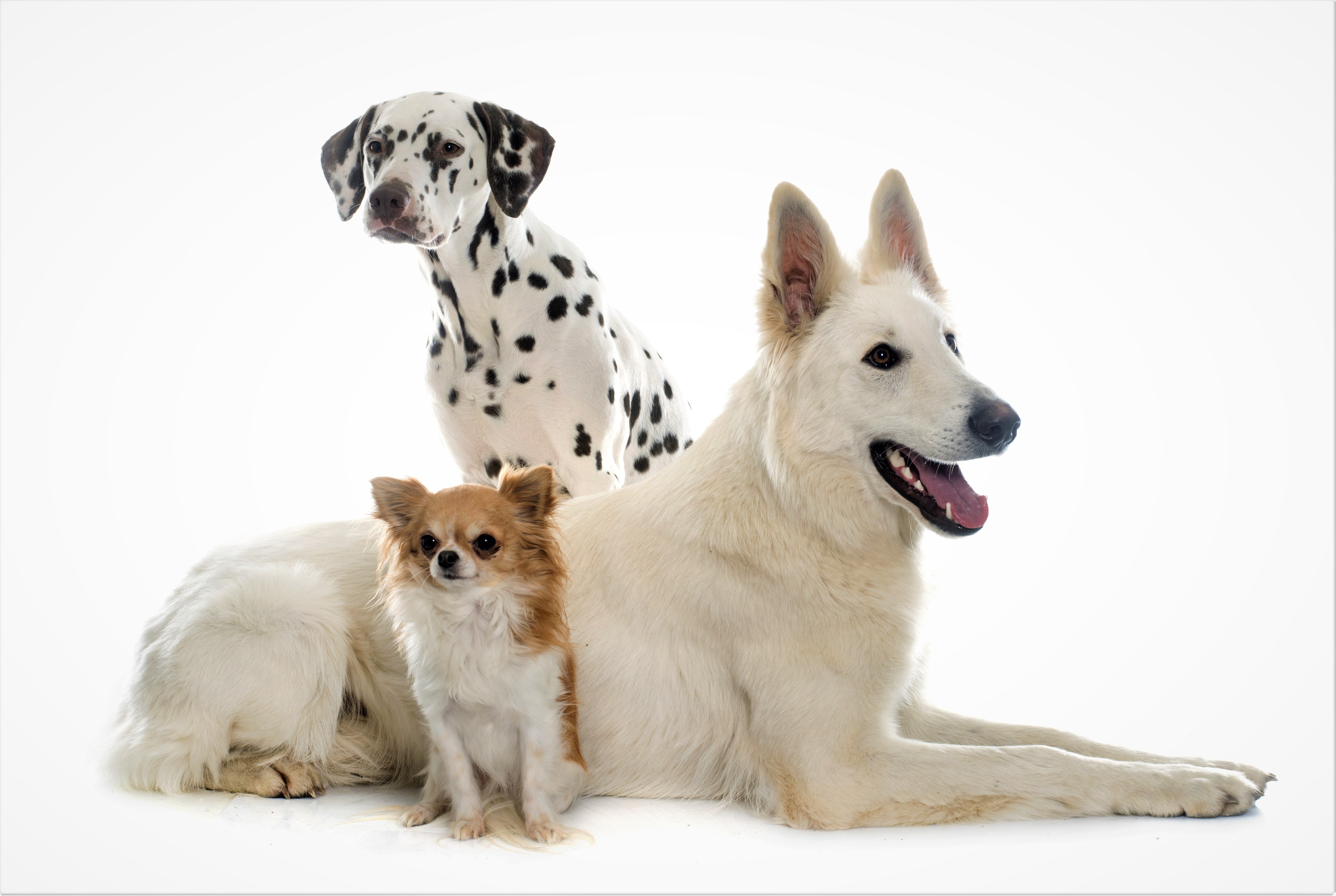 animal, dog, chihuahua, cute, dalmatian, german shepherd, dogs 4K Ultra