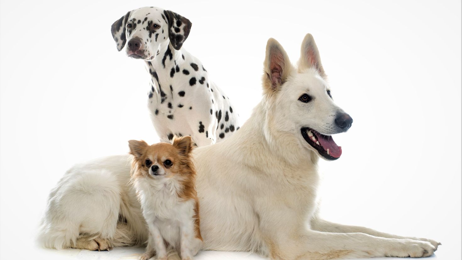 3 animals dogs. Далматин и чихуахуа. Далматинец и овчарка. Овчарок и далматинов. Чихуахуа далматинец.
