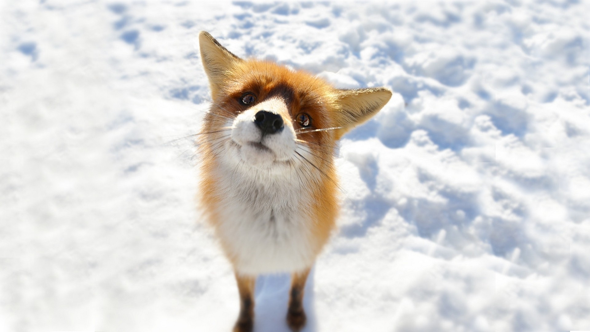 fox, animal lock screen backgrounds