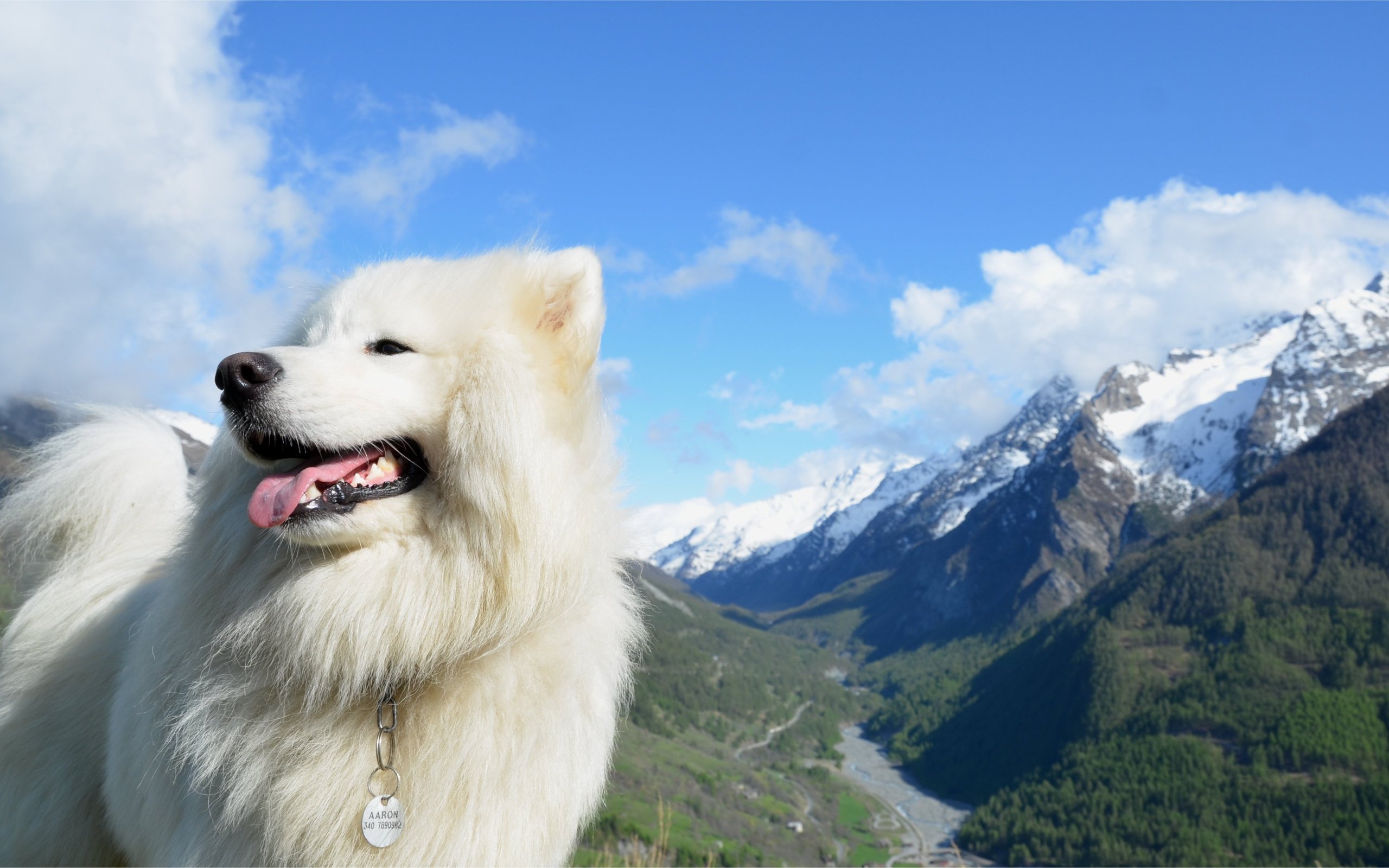 259246 descargar imagen animales, samoyedo, perro, montaña, perros: fondos de pantalla y protectores de pantalla gratis