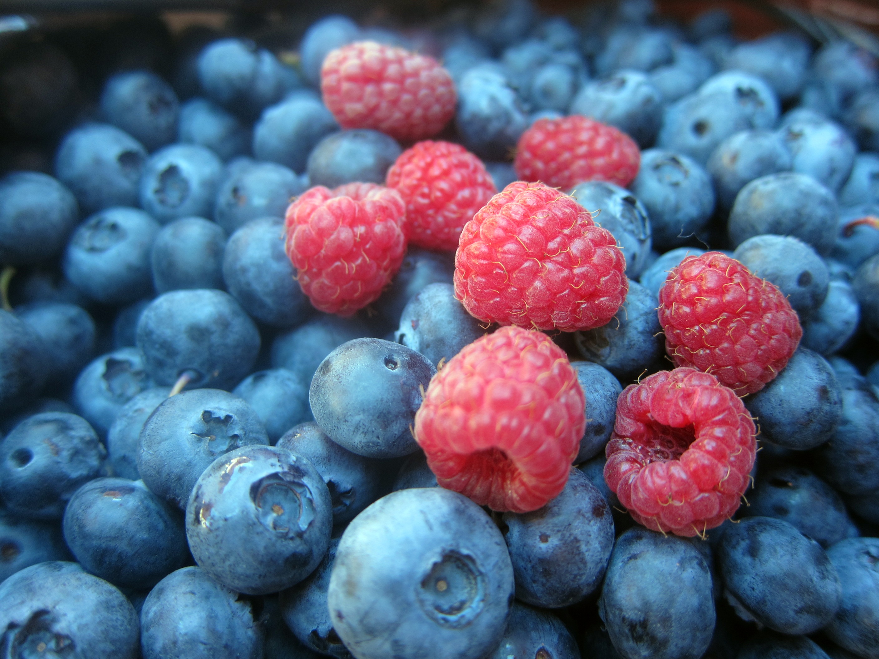 Free Berries HD picture