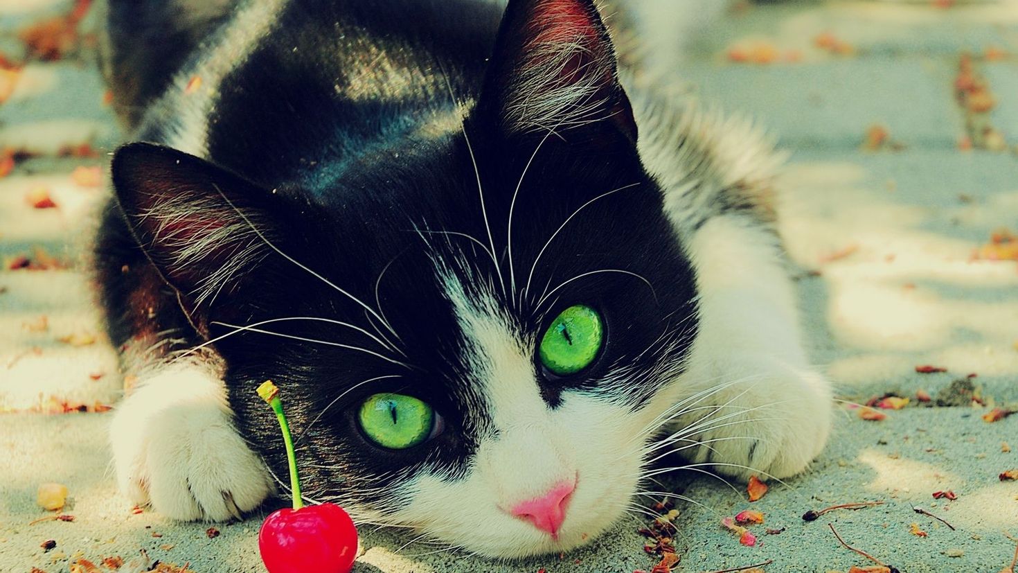 Ее пожалуйста на телефон. Красивые кошки. Красивые картинки. Котики на аву. Черно белый кот с зелеными глазами.