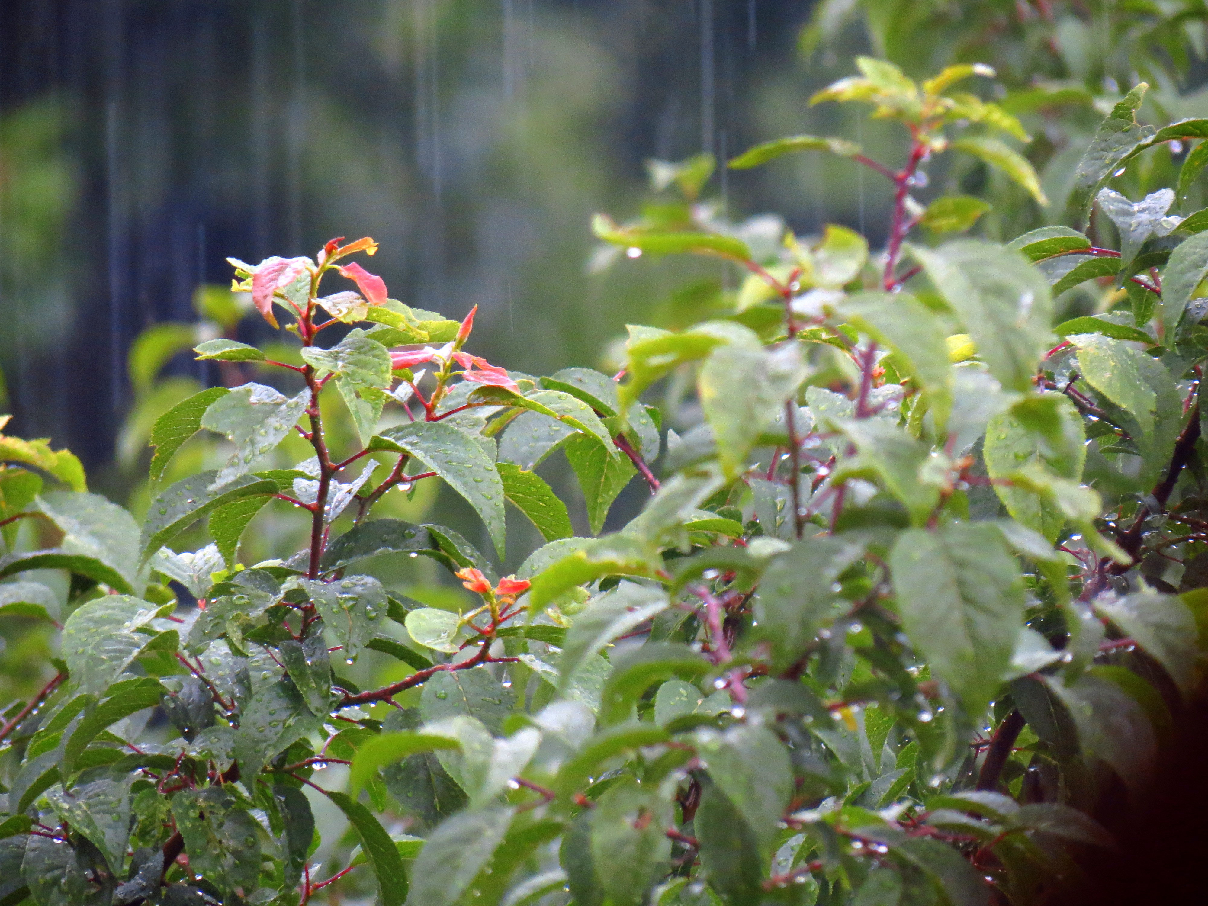 Laden Sie das Landschaft, Drops, Bäume, Regen-Bild kostenlos auf Ihren PC-Desktop herunter