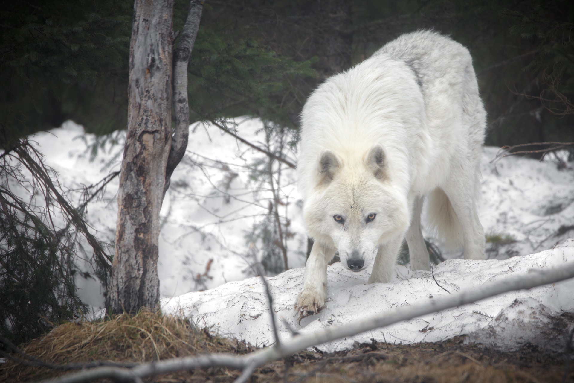 872226 скачать обои белый волк, животные, арктический волк, волк - заставки и картинки бесплатно
