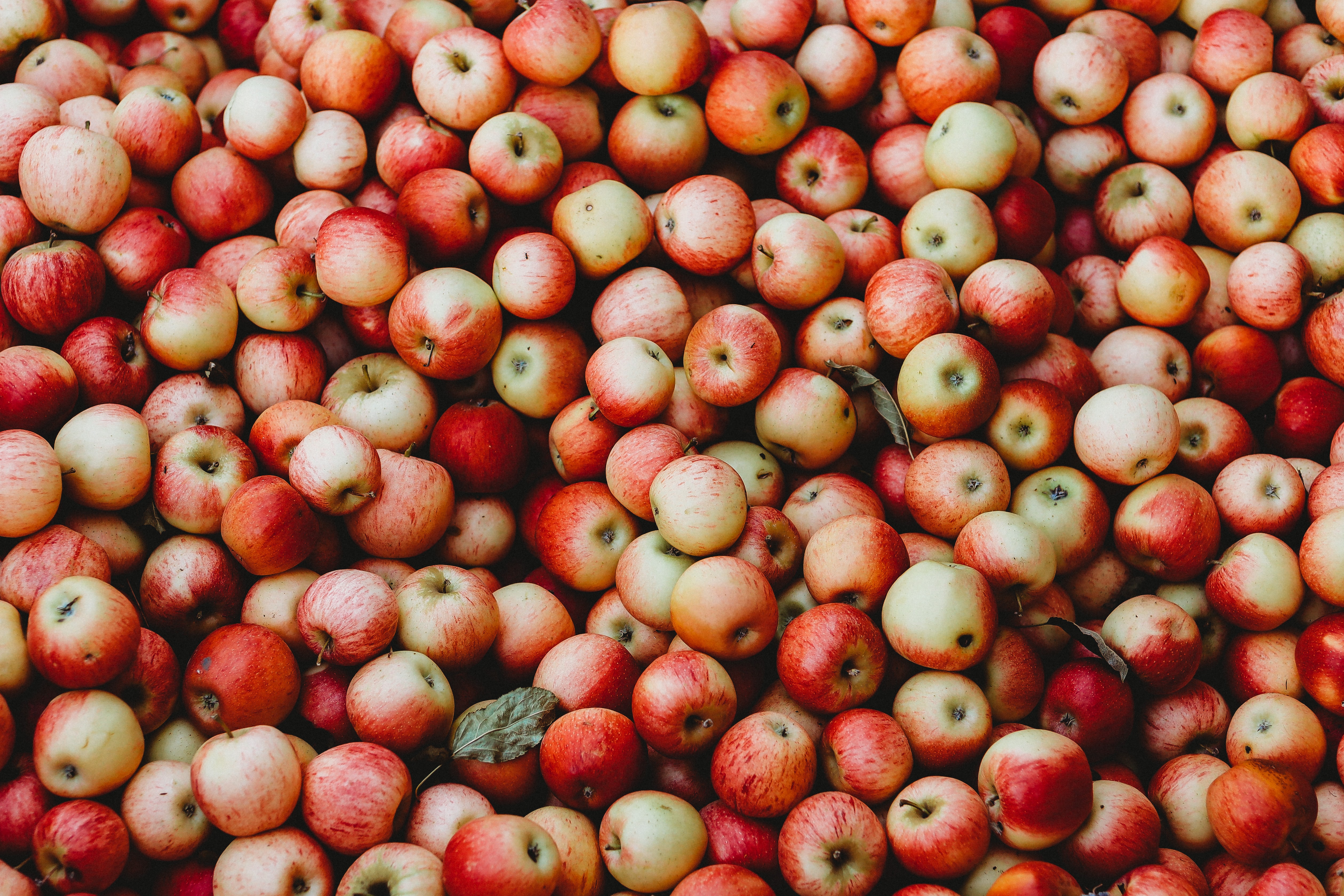 Handy-Wallpaper Lebensmittel, Äpfel, Die Ernte, Garten, Obst, Ernte kostenlos herunterladen.