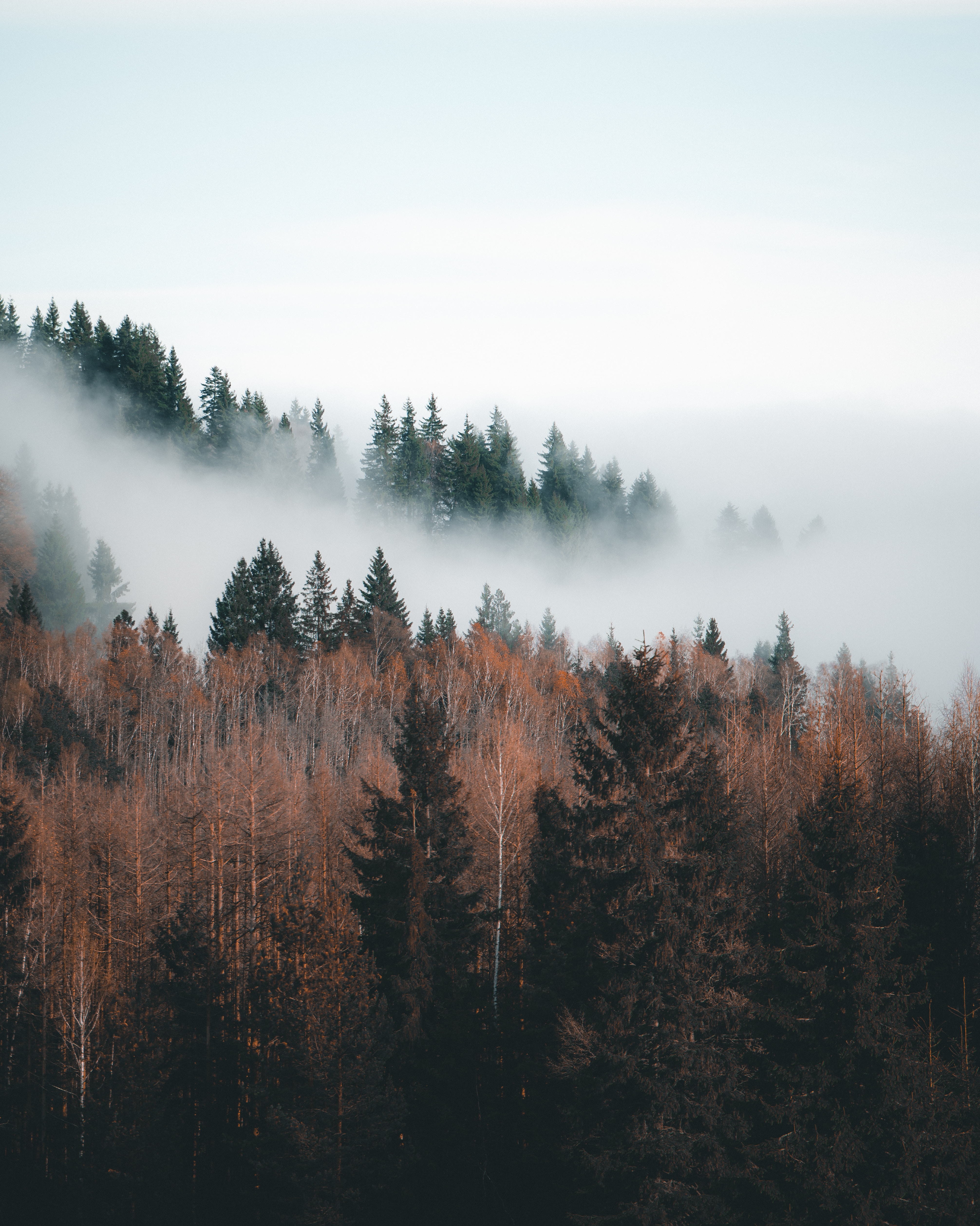 Free download wallpaper Nature, Trees, Clouds, Forest, Fog, Landscape on your PC desktop