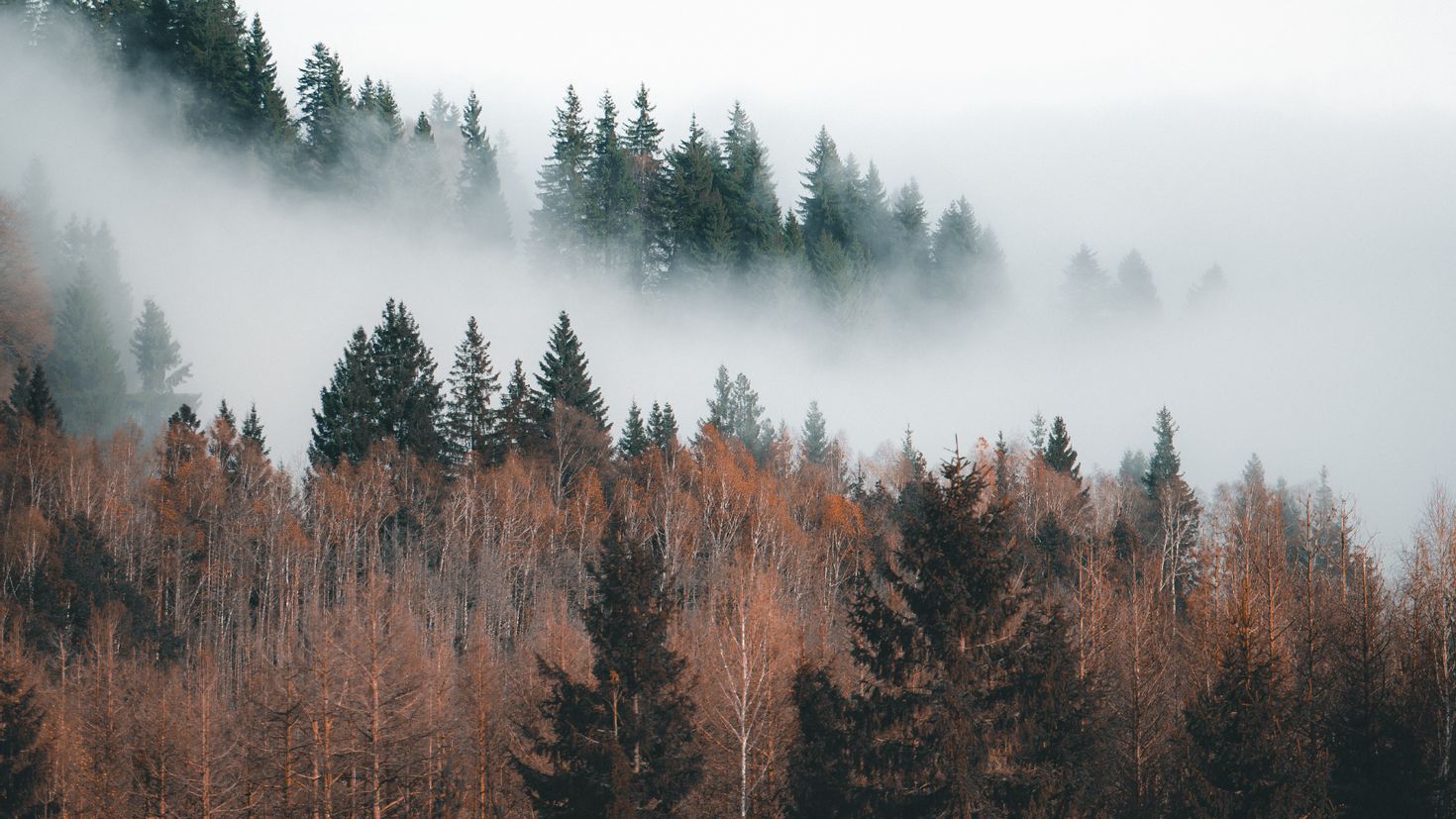 Небольшой туман над лесом