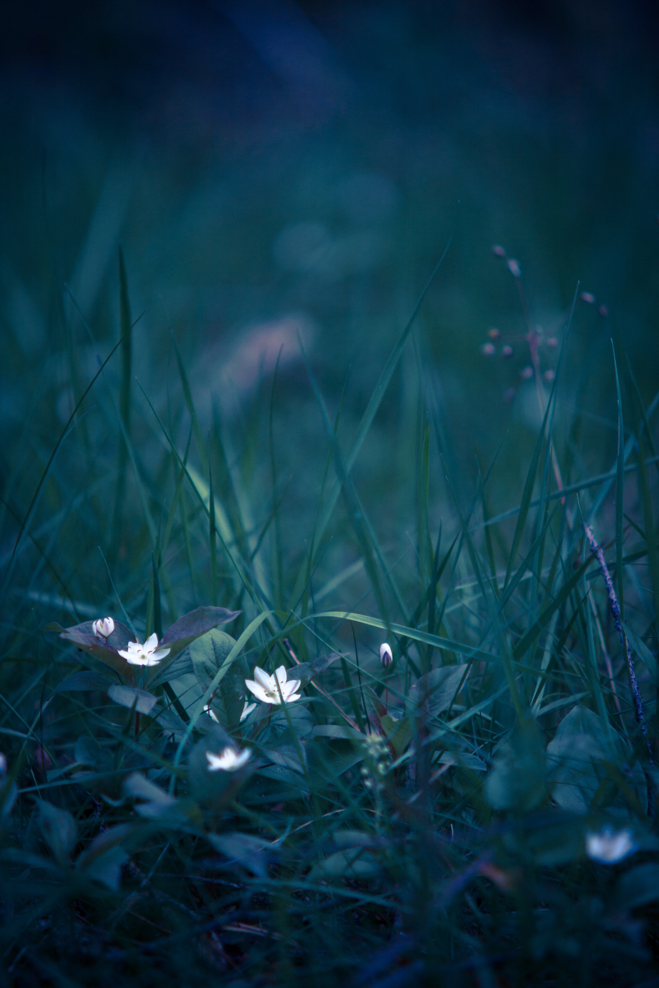 blur, field flower, flowers, grass, macro, smooth, wild flower Phone Background