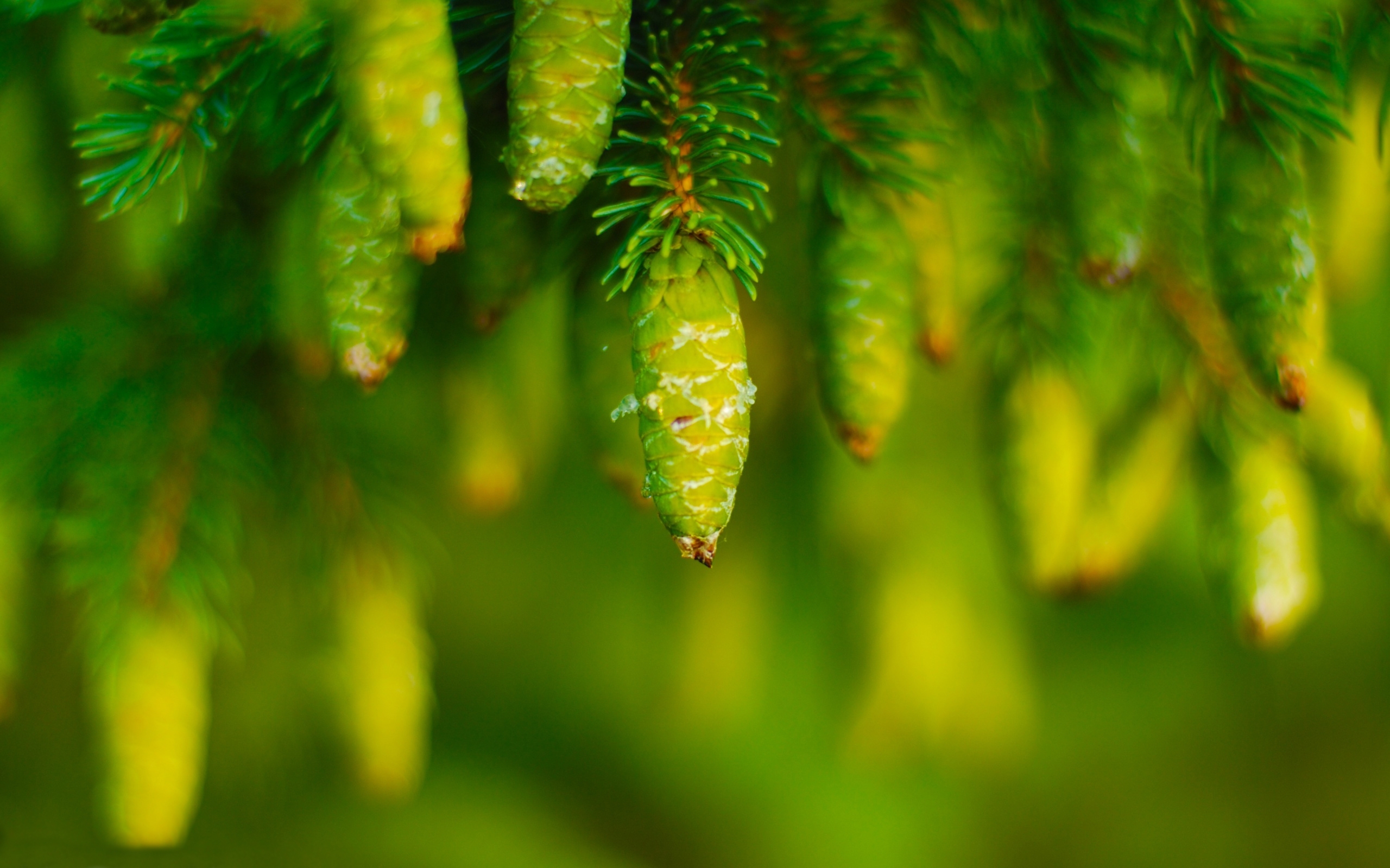 plants, cones, fir trees, green Phone Background