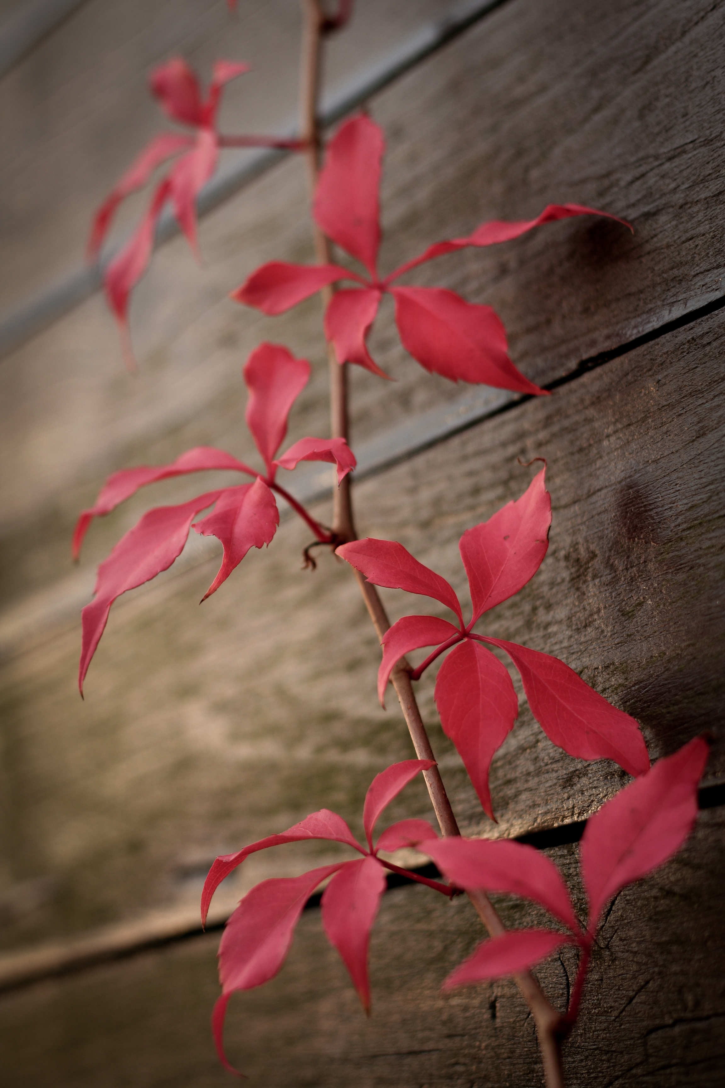 miscellaneous, miscellanea, red, leaves, plant, ivy Smartphone Background