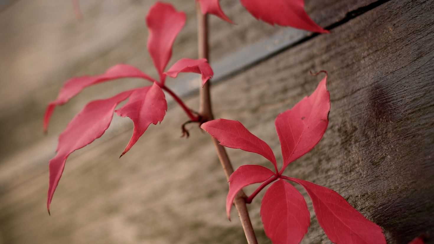 Красный плющ. Растение с красными листочками. Растения поразит с красными листьями. Вьюнок растение красные листья.