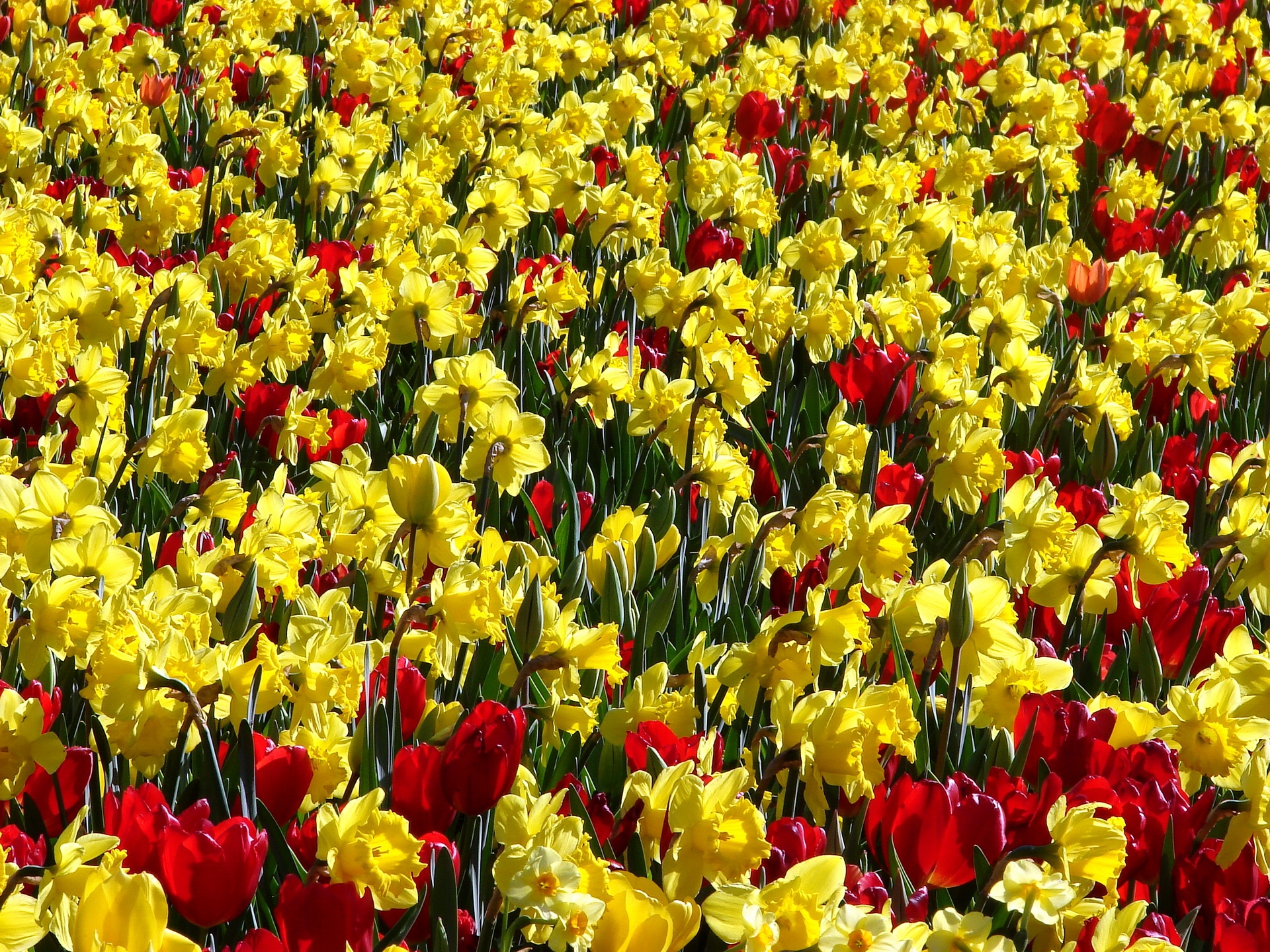 wallpapers positive, flowers, tulips, narcissussi, brightly, sunny
