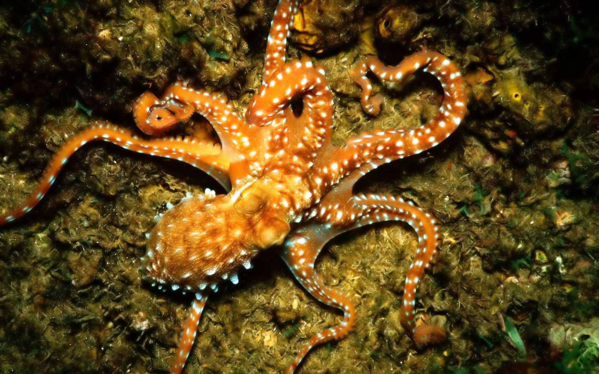 Синекольчатый осьминог