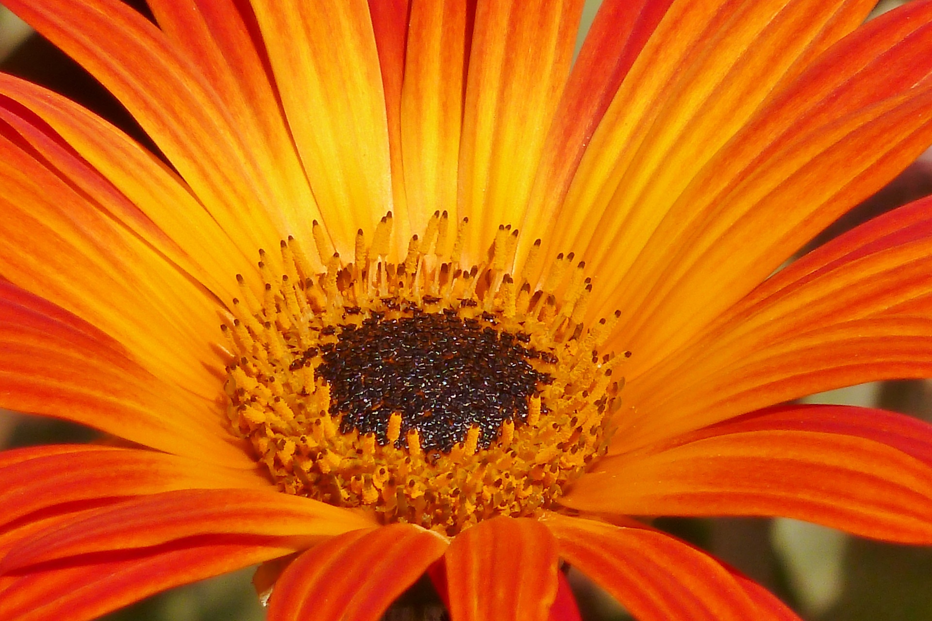flowers, orange, flower, petals, close up