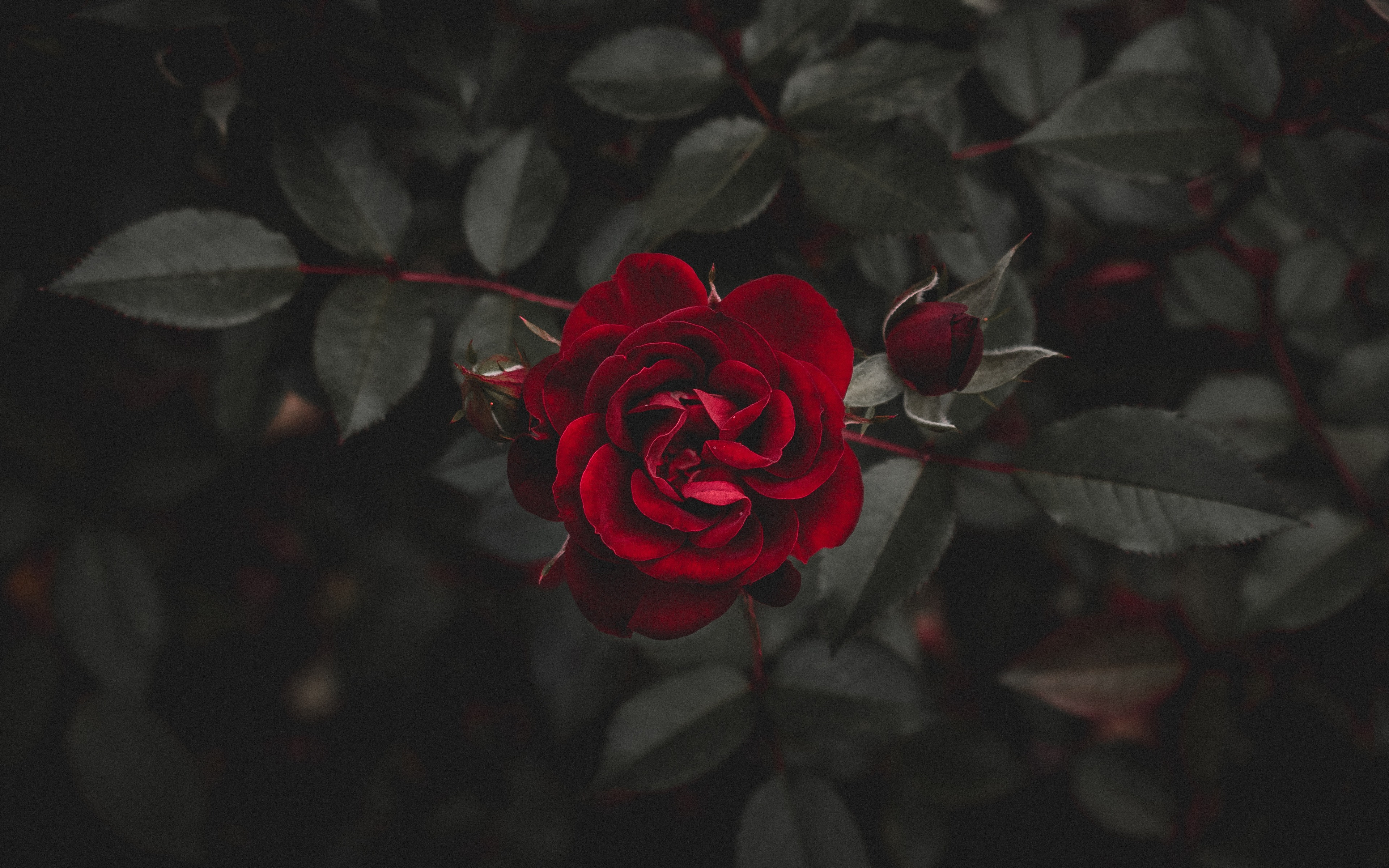 red flower, bud, red rose, earth, rose, flower, flowers