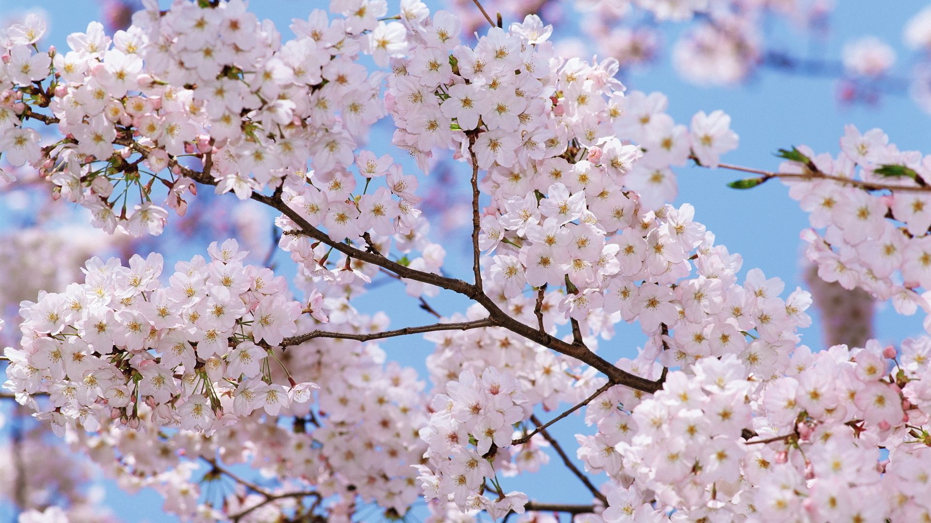 mood, spring, flowers, sky, flowering, bloom, branch QHD