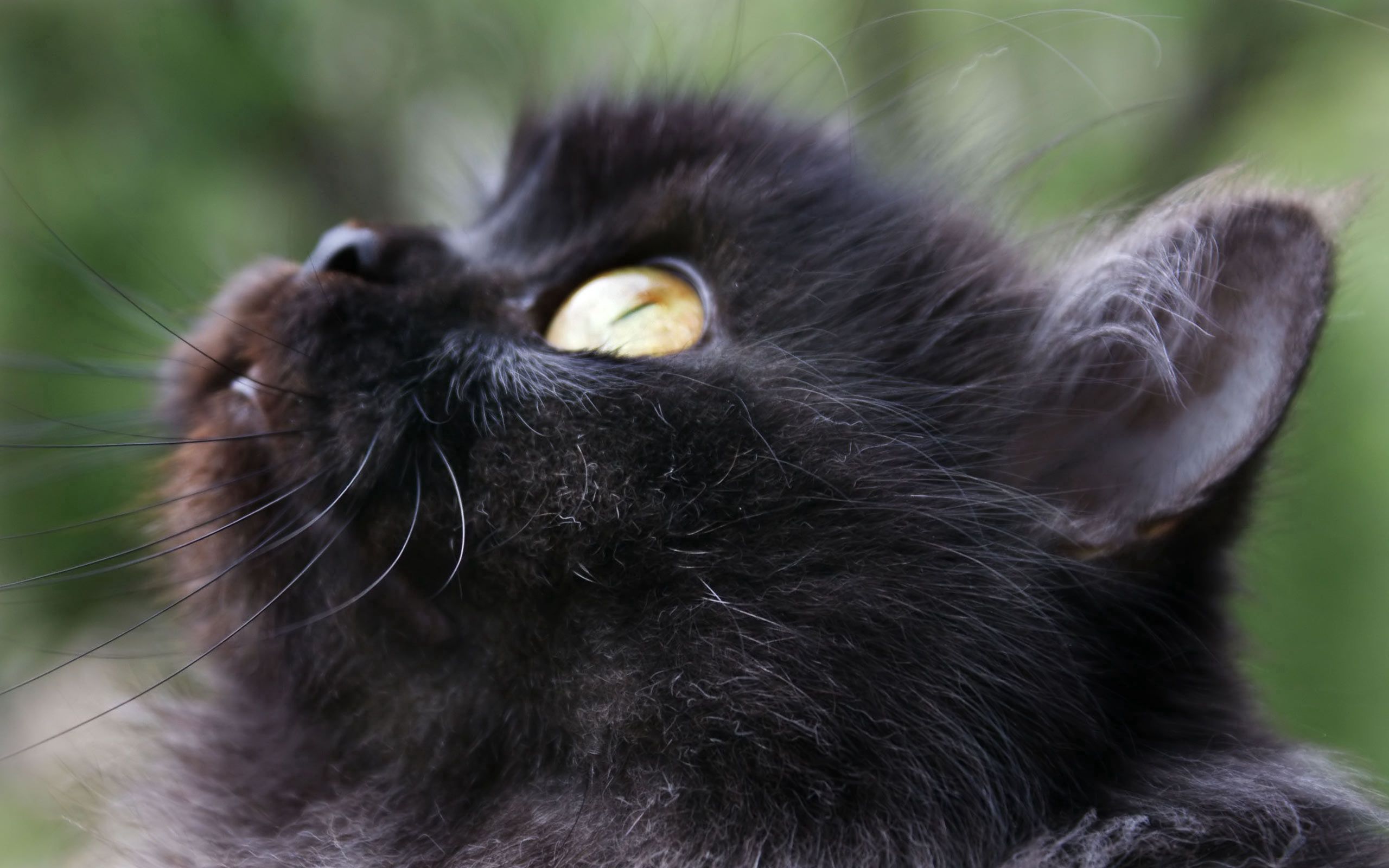 Черные пушистые коты