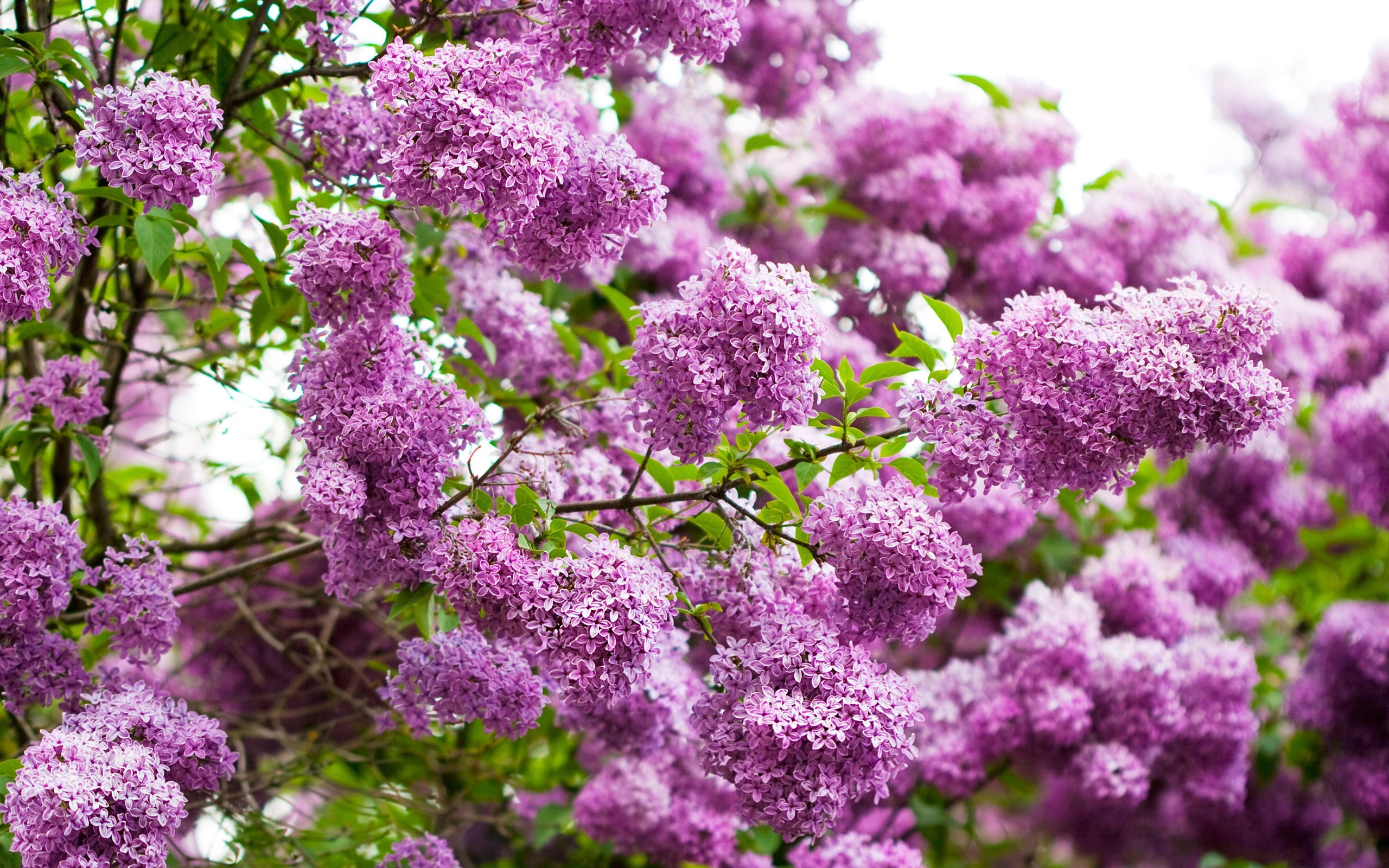 violet, plants, flowers, lilac Full HD