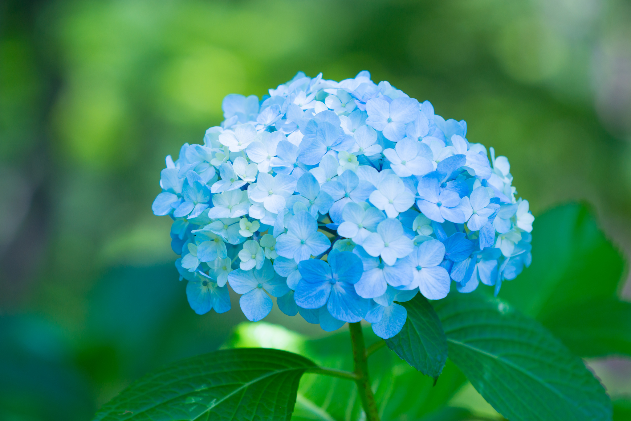 Цветы голубые гортензия
