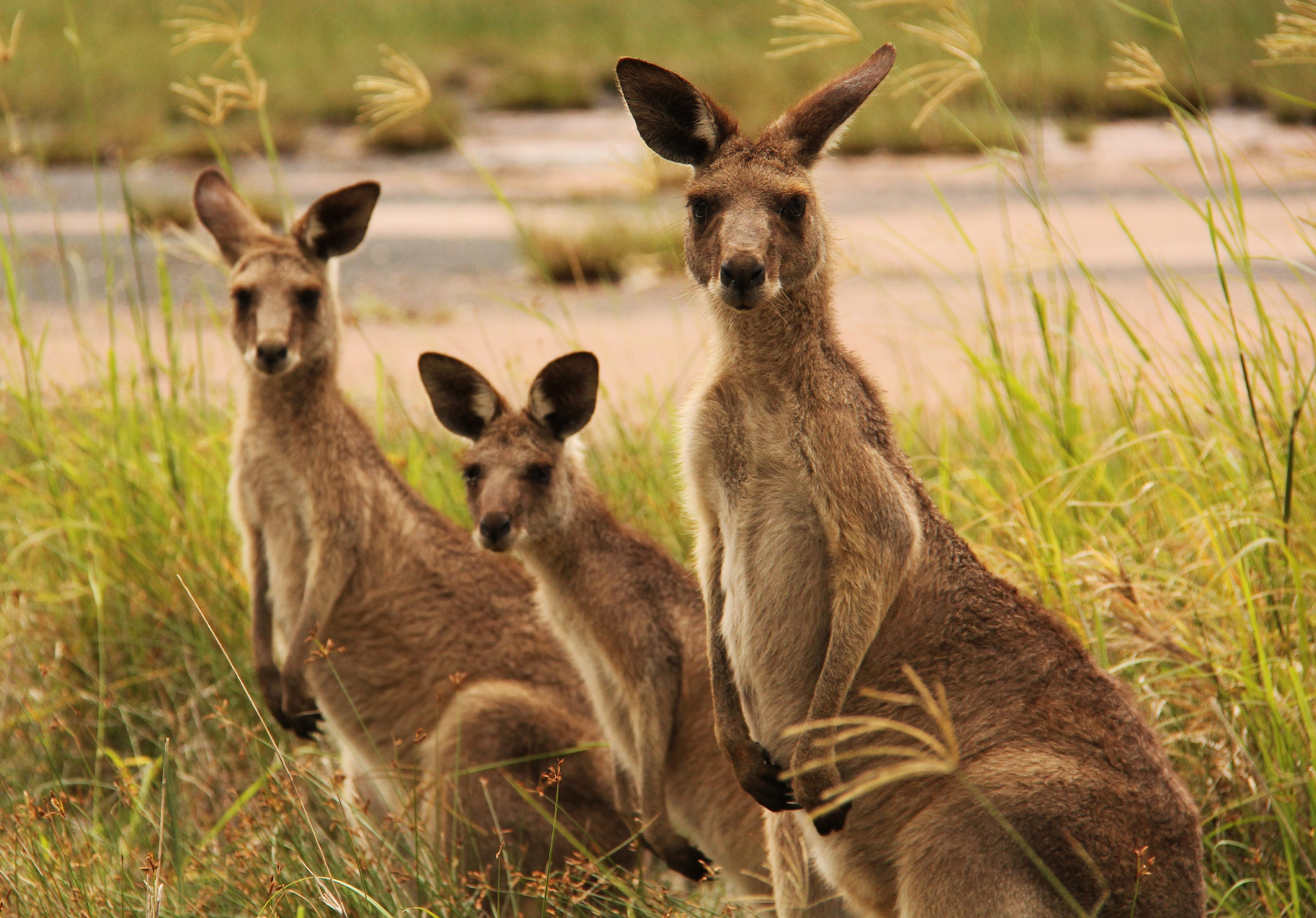 Животный мир бизнес. Животные Австралии кенгуру. Кенгуру в Австралии. Сумчатые кенгуру. Популяция кенгуру.