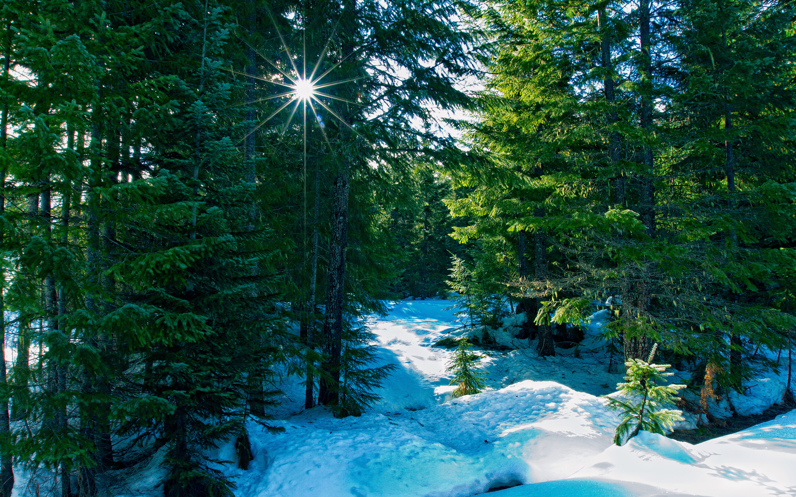 Скачать картинку Пейзаж, Зима, Деревья в телефон бесплатно.
