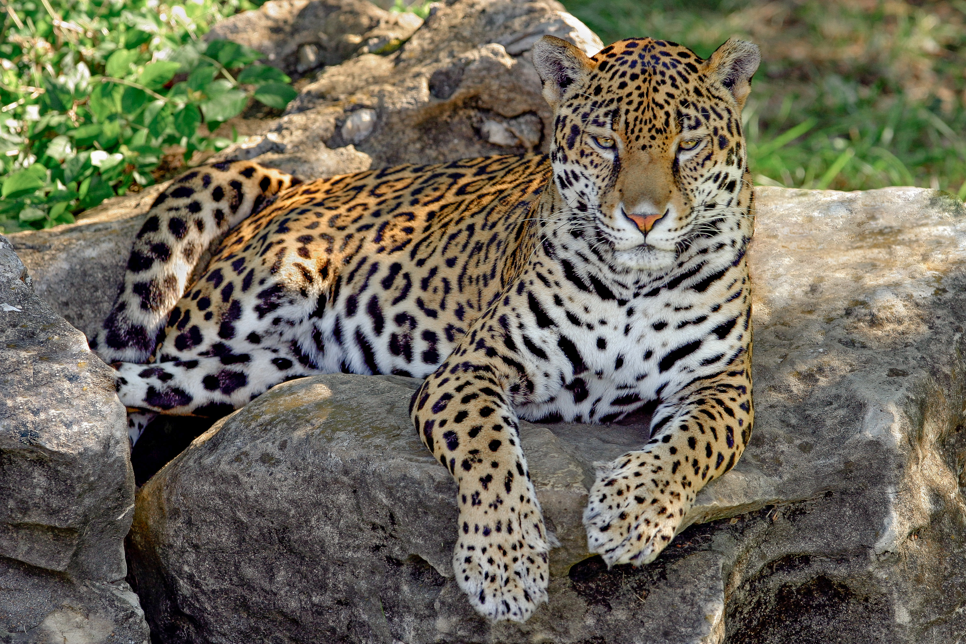 Мир леопардов