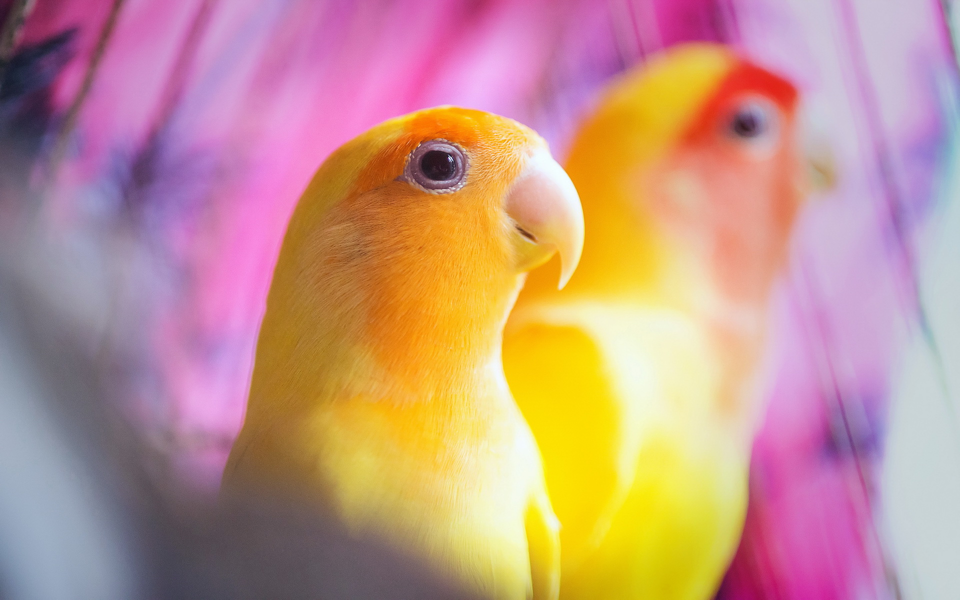 animal, lovebird, birds HD wallpaper