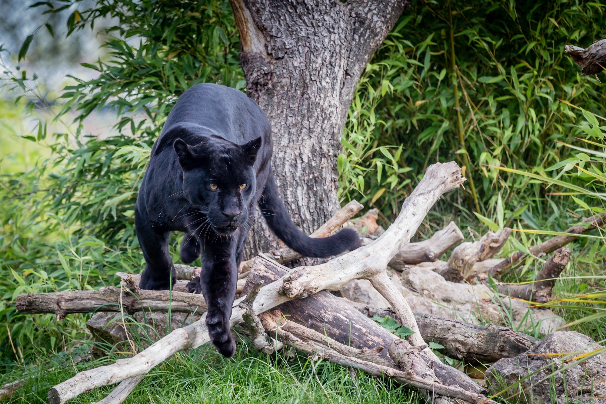 фото дикой черной кошки