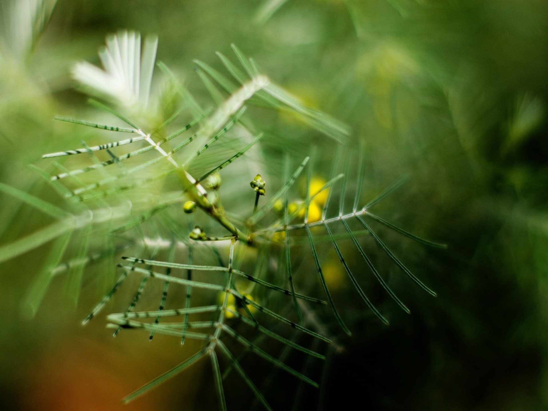 nature, macro, blur, berry, thorns, prickles High Definition image