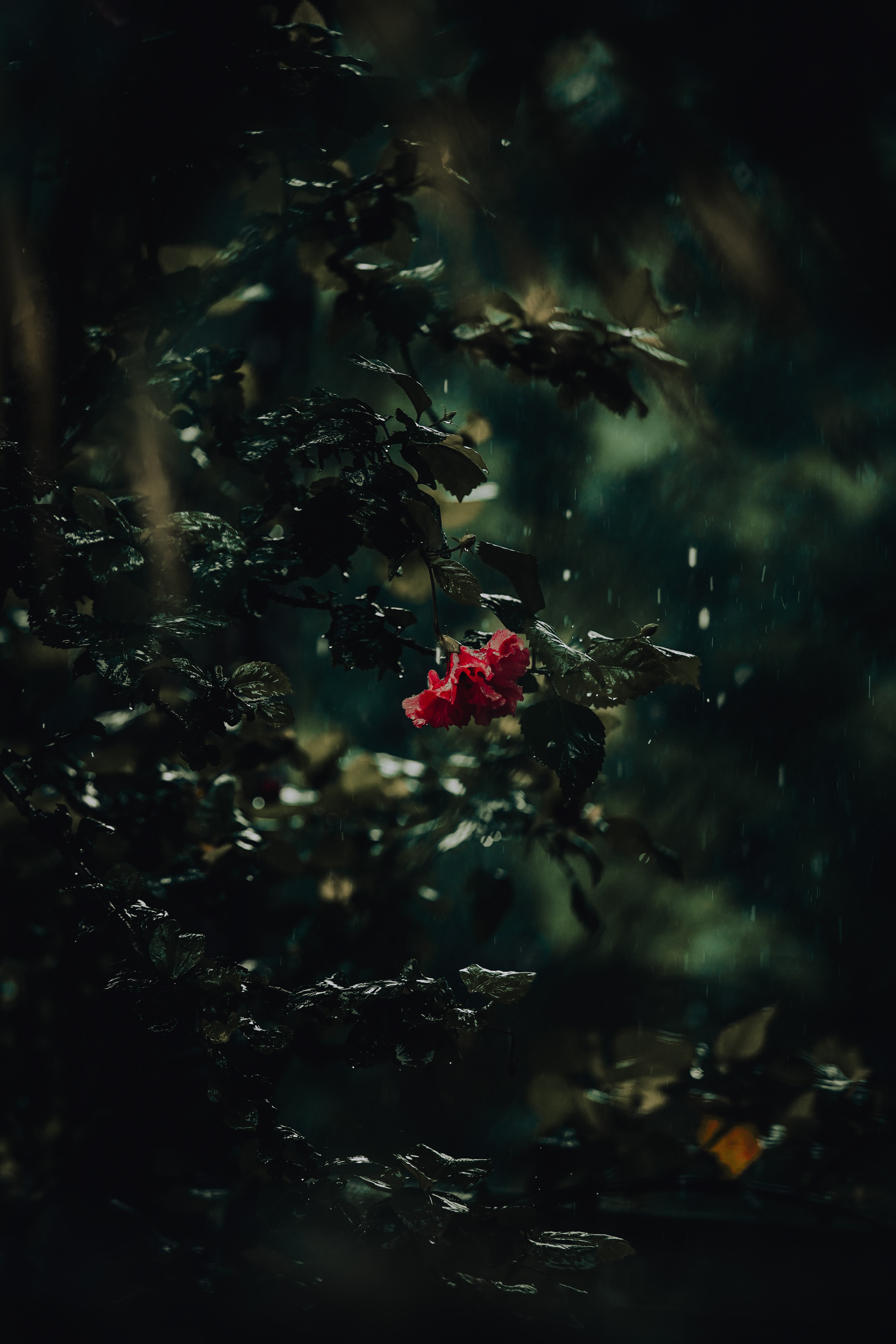 rain, dark, flowers, drops, bush, flower