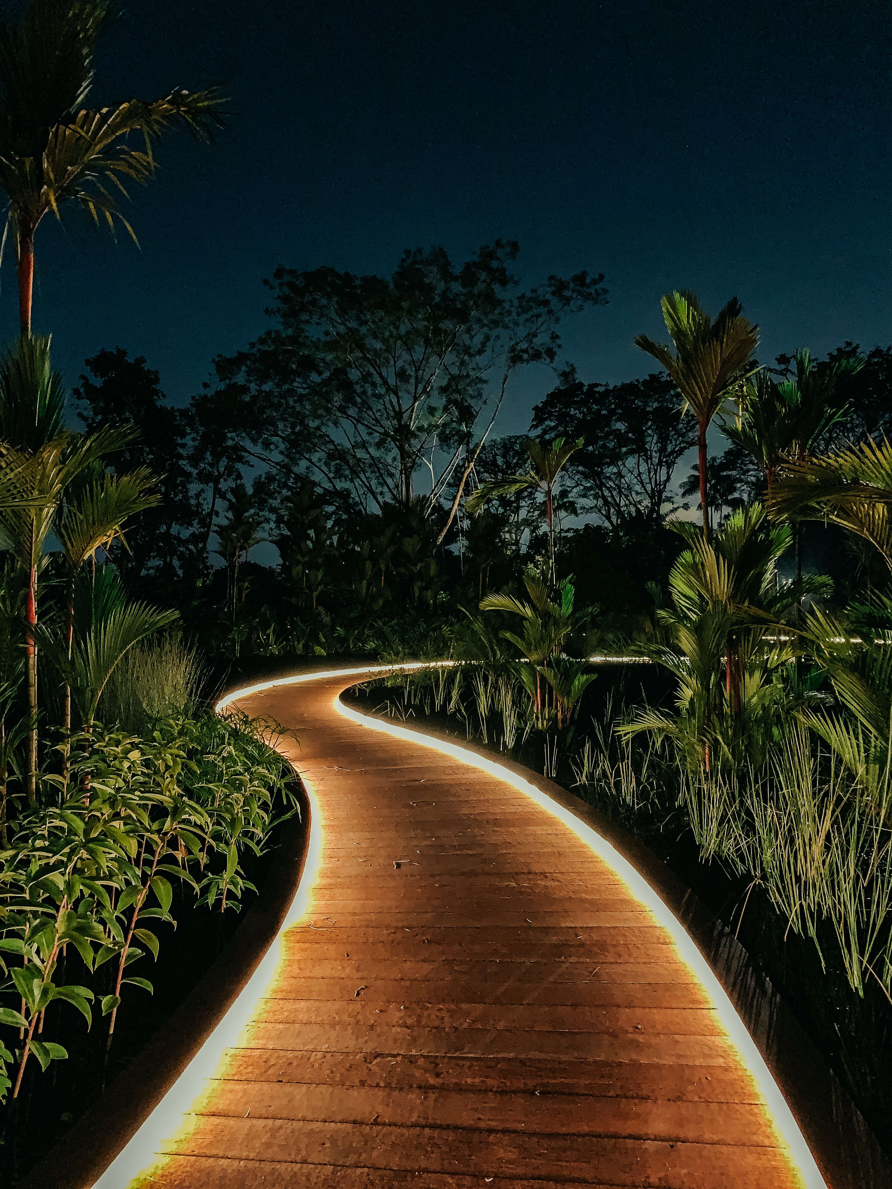 Free download wallpaper Nature, Trees, Bush, Path, Backlight, Illumination, Garden, Night on your PC desktop