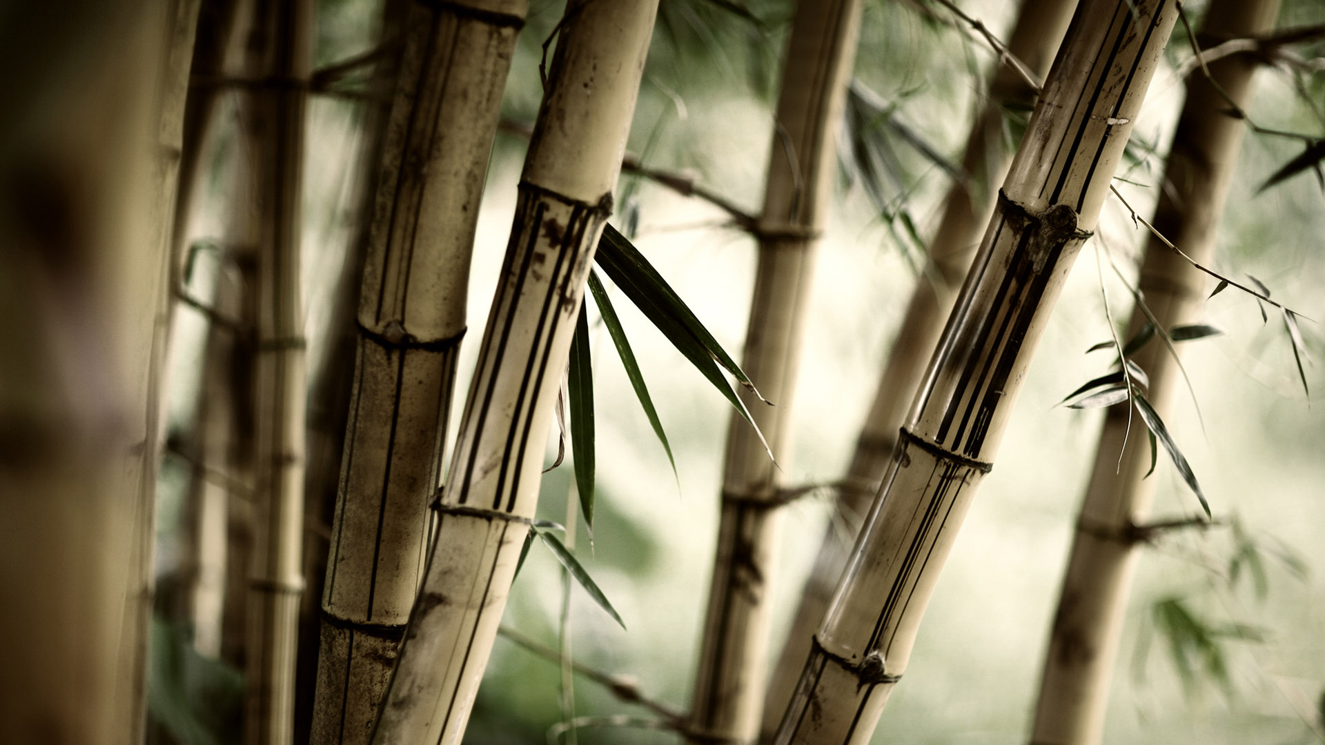 Los mejores fondos de pantalla de Bambú para la pantalla del teléfono
