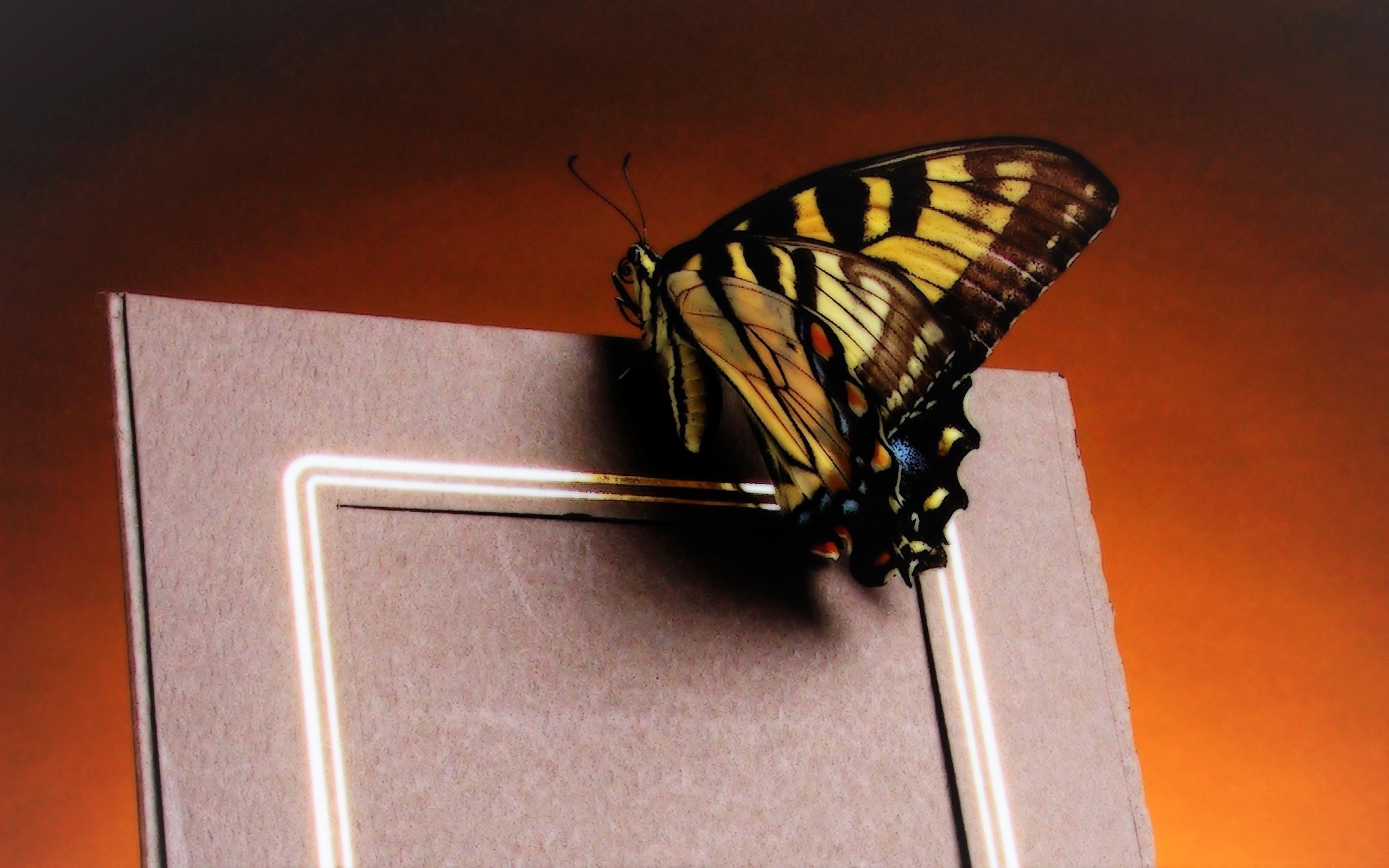 855463 завантажити картинку тварина, метелик, рамка - шпалери і заставки безкоштовно