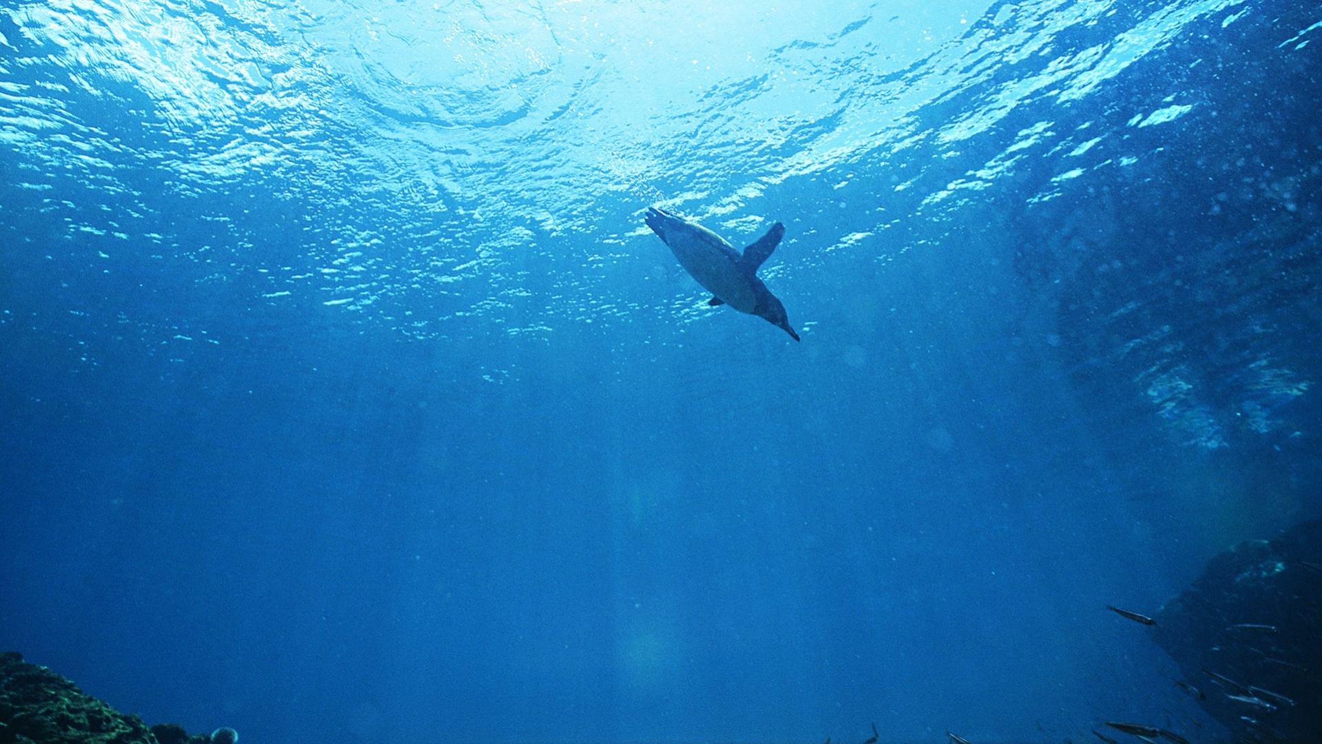 Дельфины в глубине океана