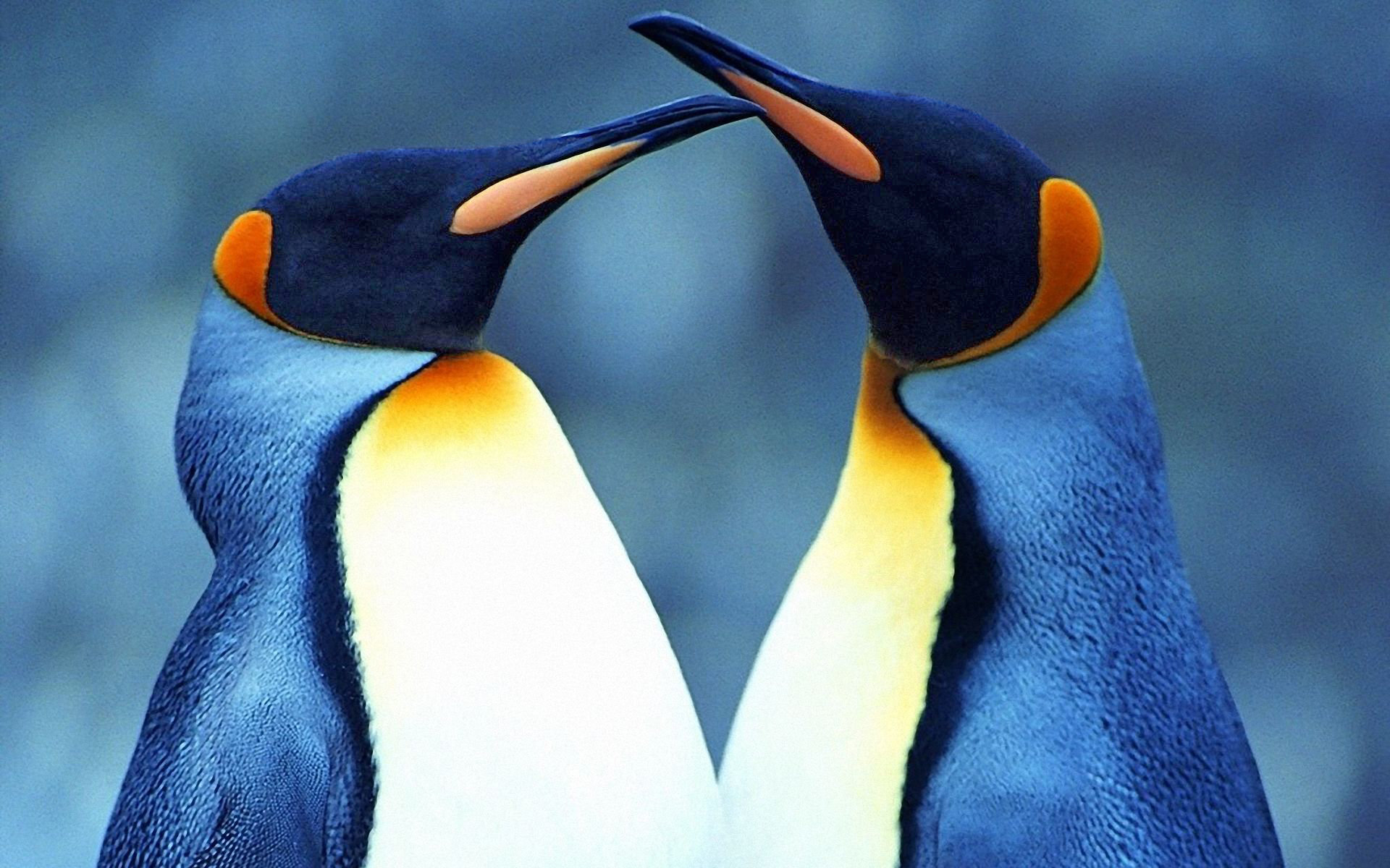 396281壁紙のダウンロード動物, ペンギン, 鳥, キングペンギン, 愛する-スクリーンセーバーと写真を無料で