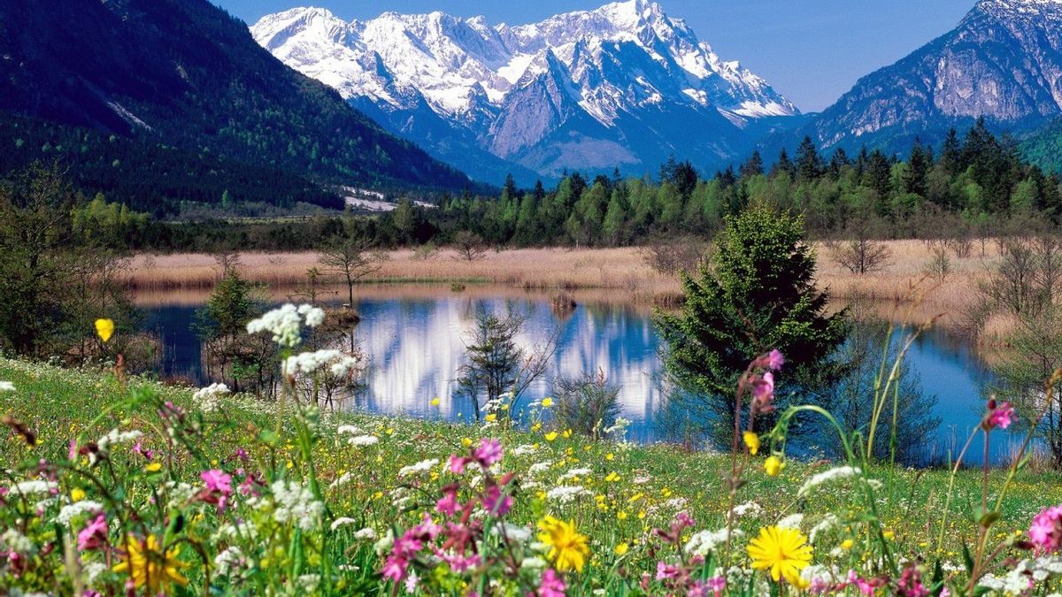 Цветущие Альпийские Луга Алтая
