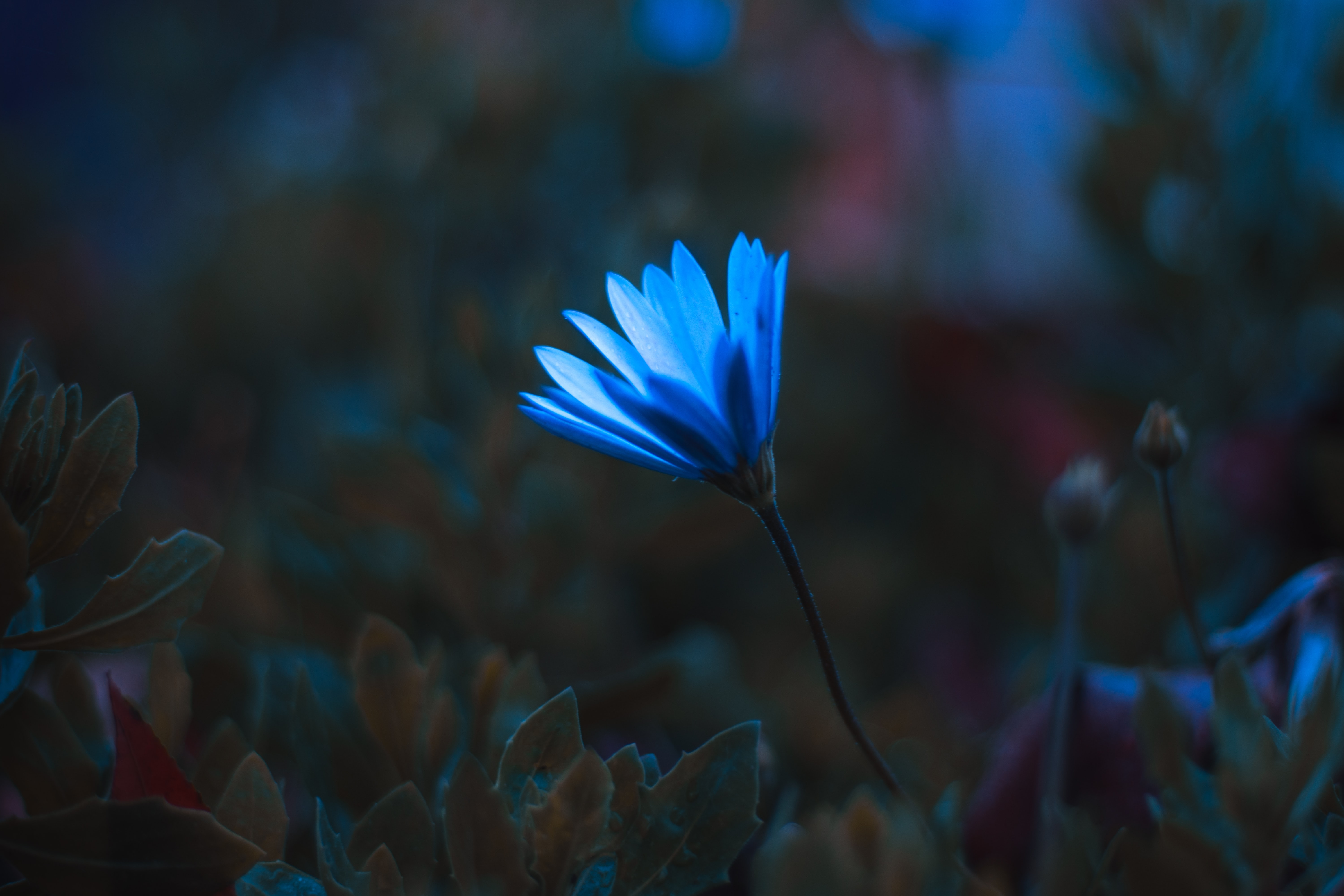 petals, flowers, blue, flower, macro Smartphone Background