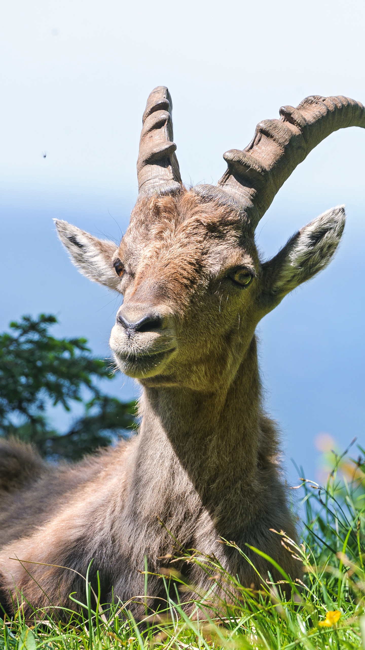 animal, alpine ibex, goat 32K