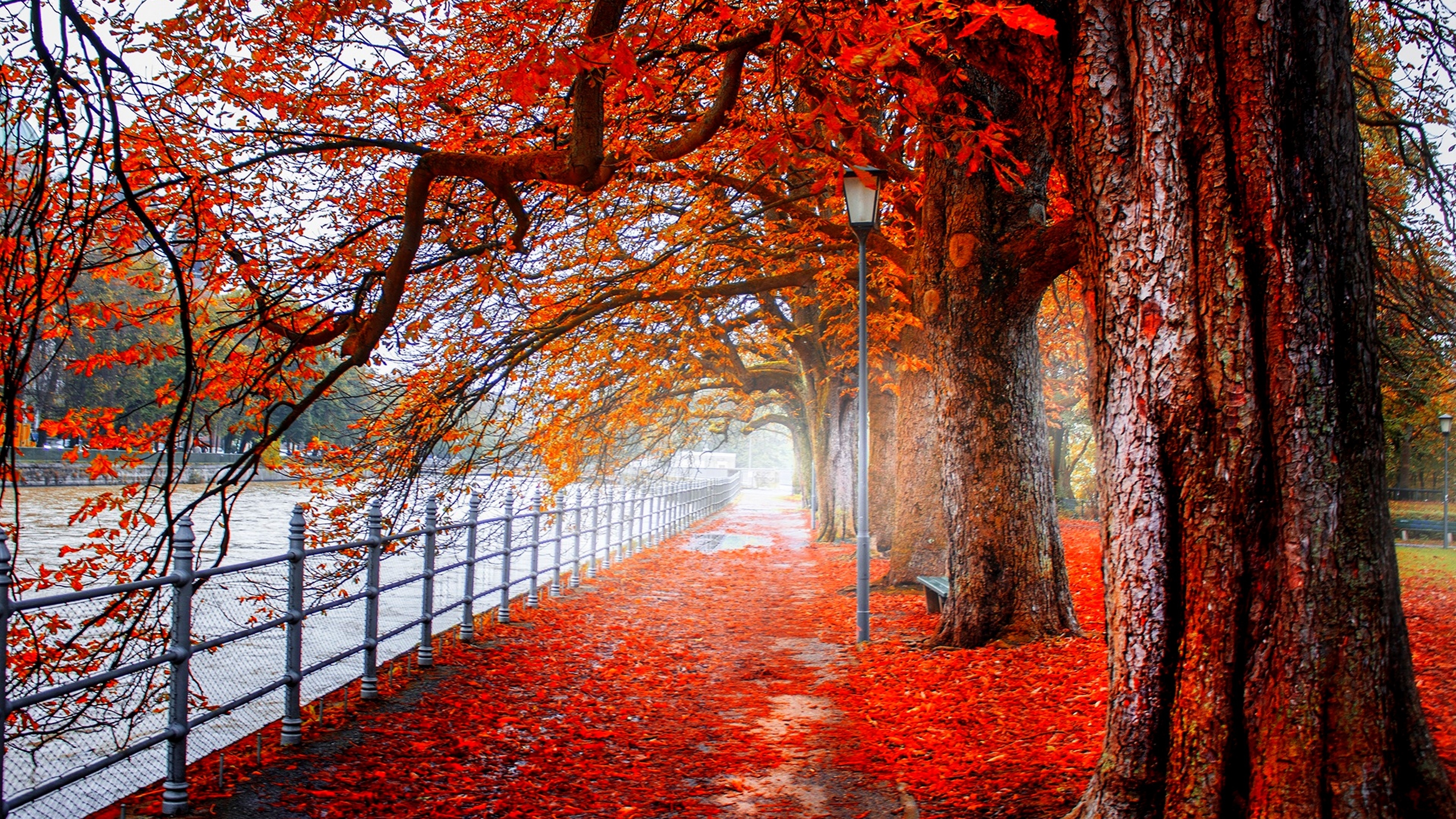 orange (color), park, photography, leaf, tree, fall, fence Full HD