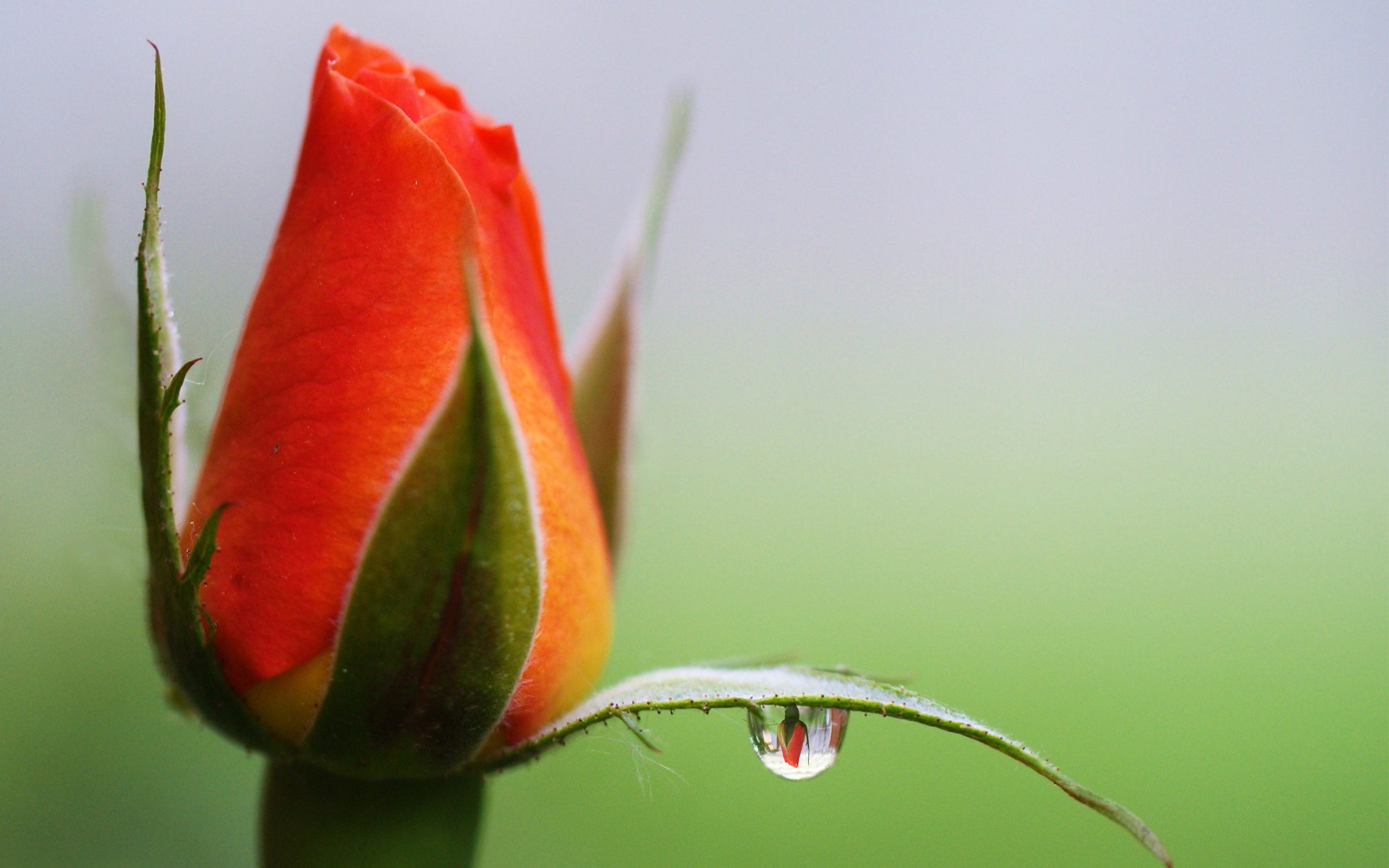 flower, earth, water drop, bud, rose