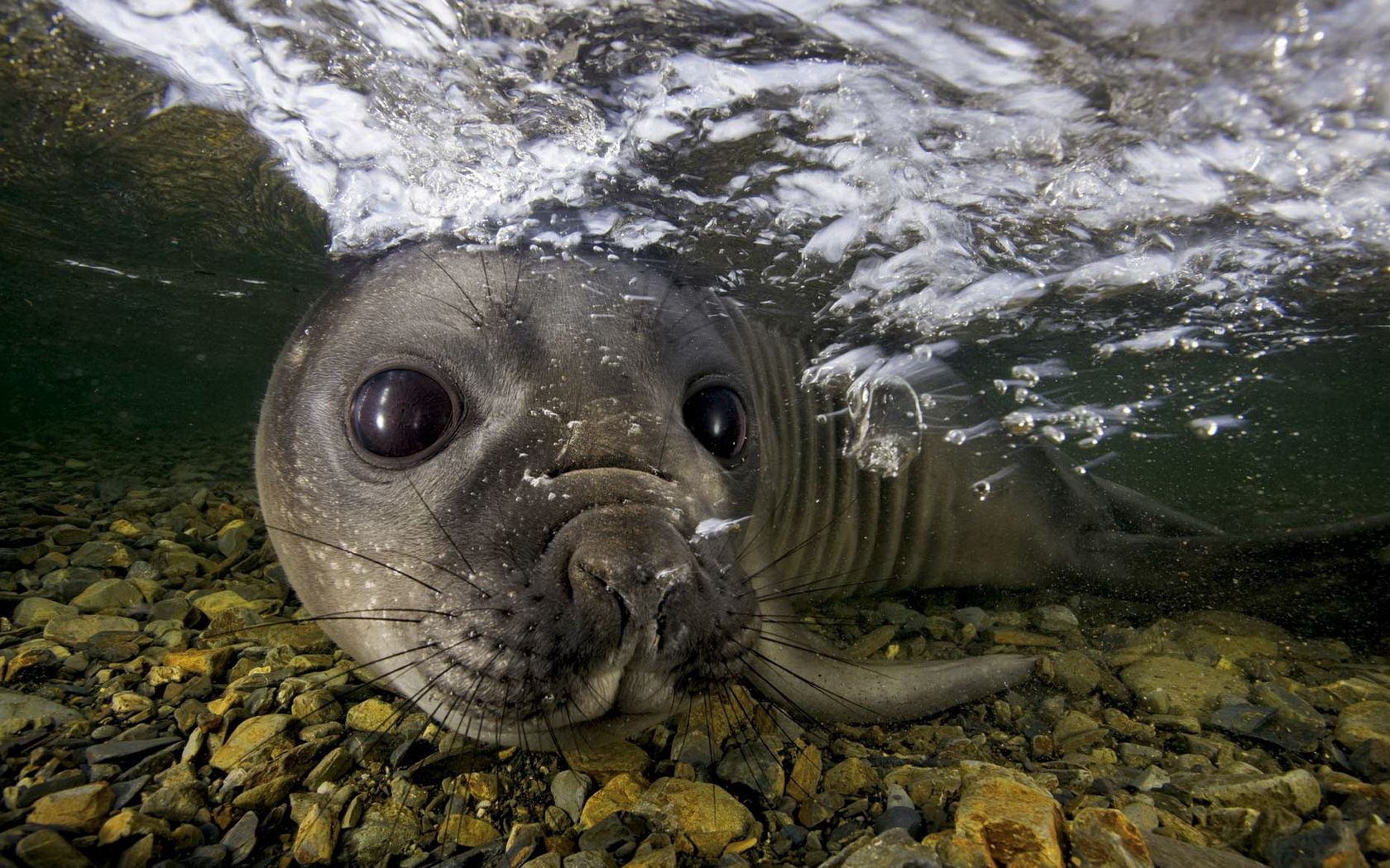 animals, stones, muzzle, to swim, swim, under water, underwater, fur seal