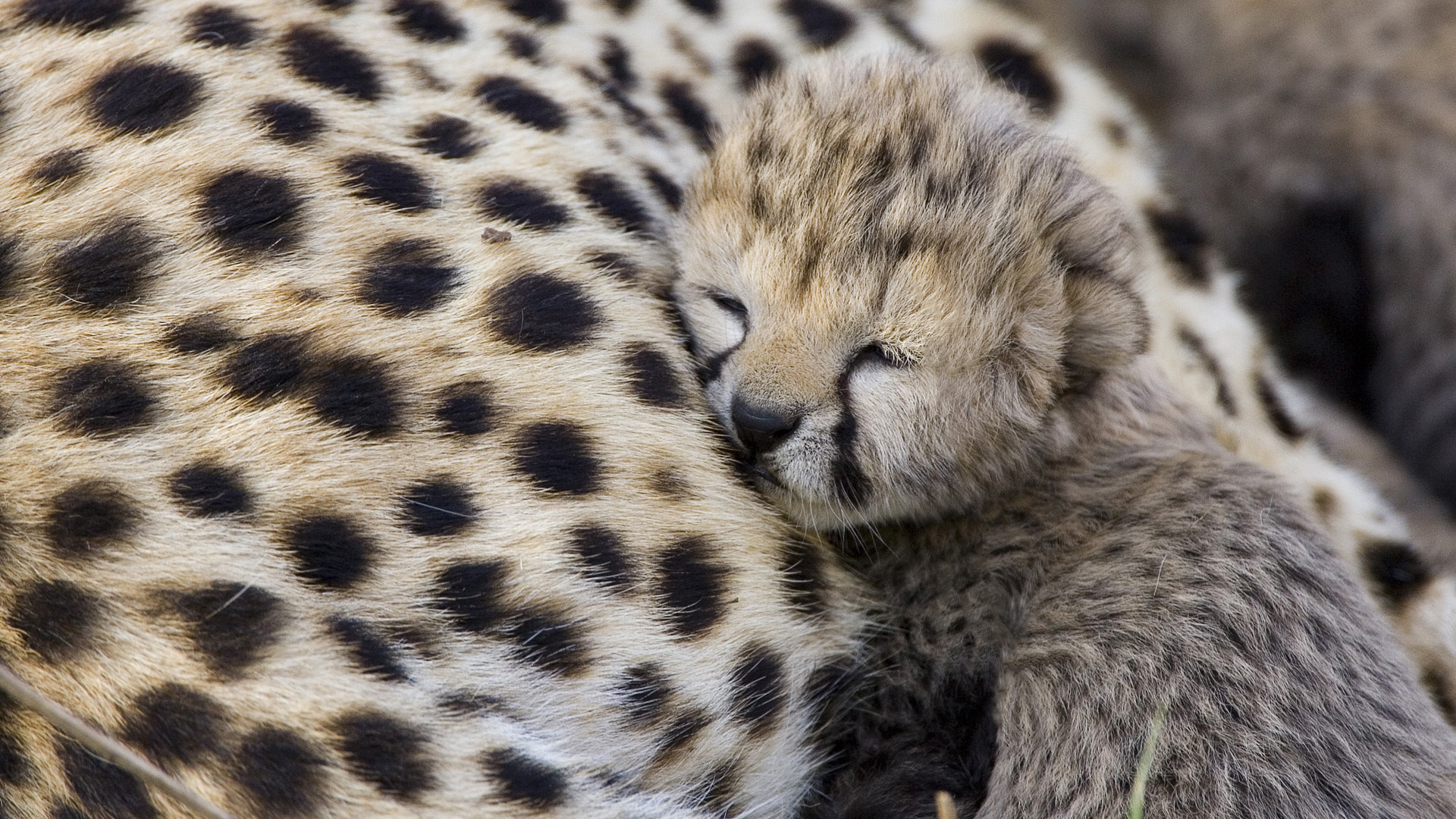 Download mobile wallpaper Cheetah, Sleeping, Baby Animal, Cub, Cats, Animal, Cute for free.
