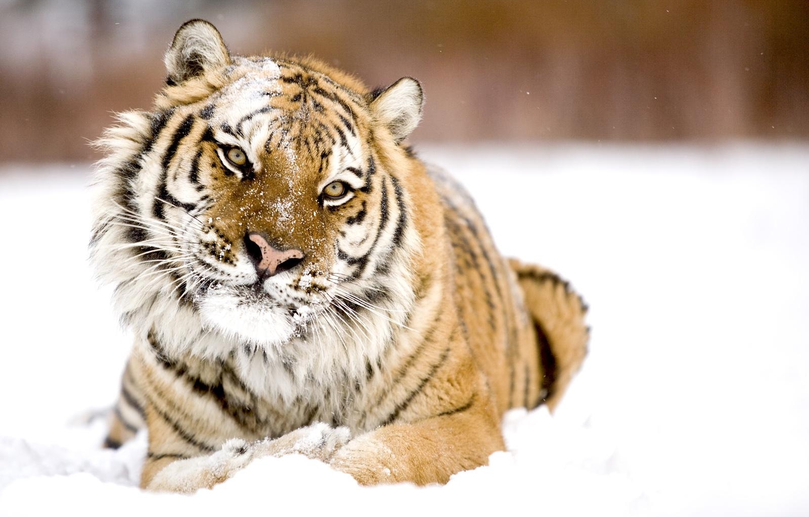 3471 Hintergrundbild herunterladen tiere, tigers, orange - Bildschirmschoner und Bilder kostenlos
