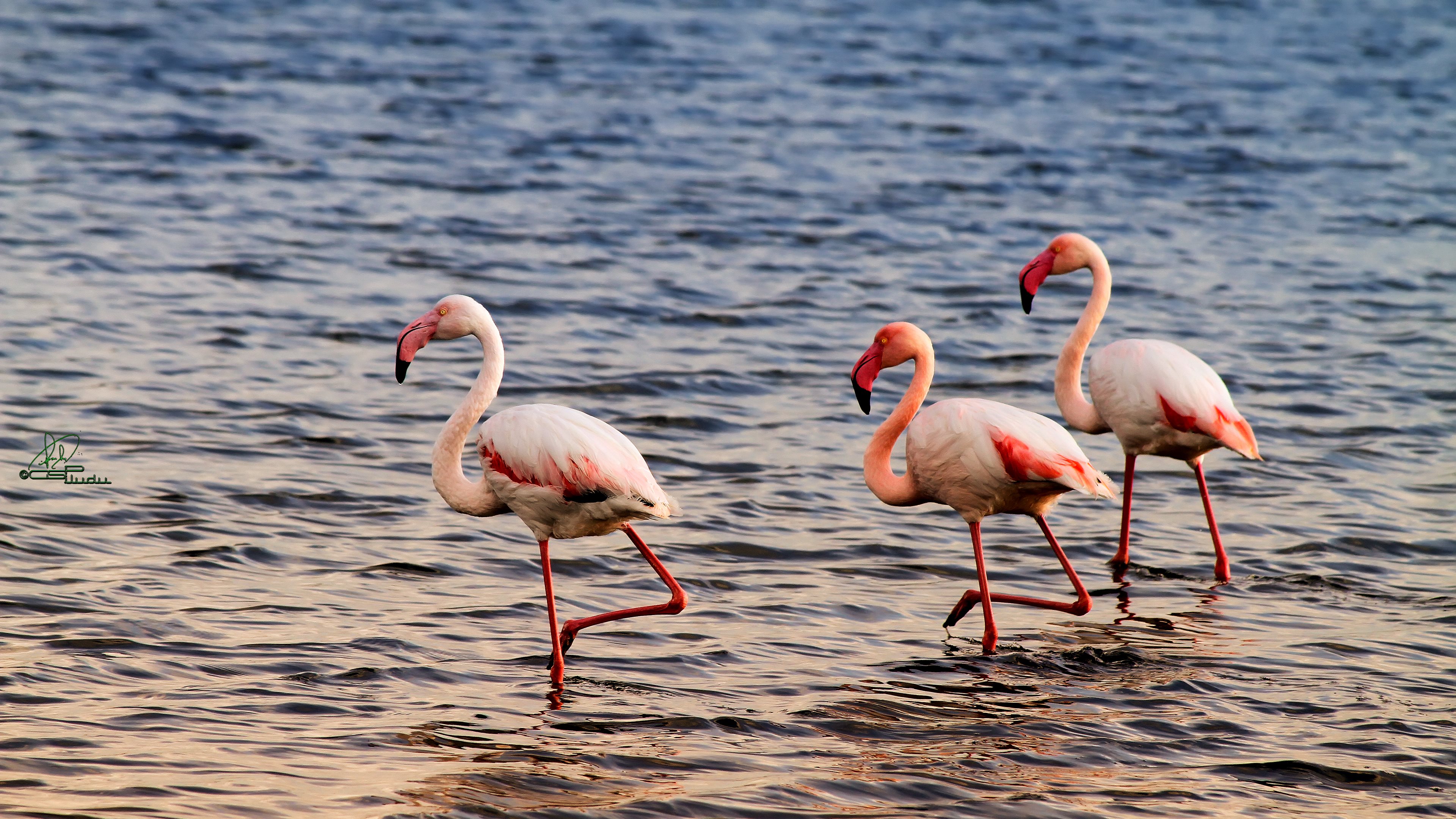 animal, flamingo, birds UHD