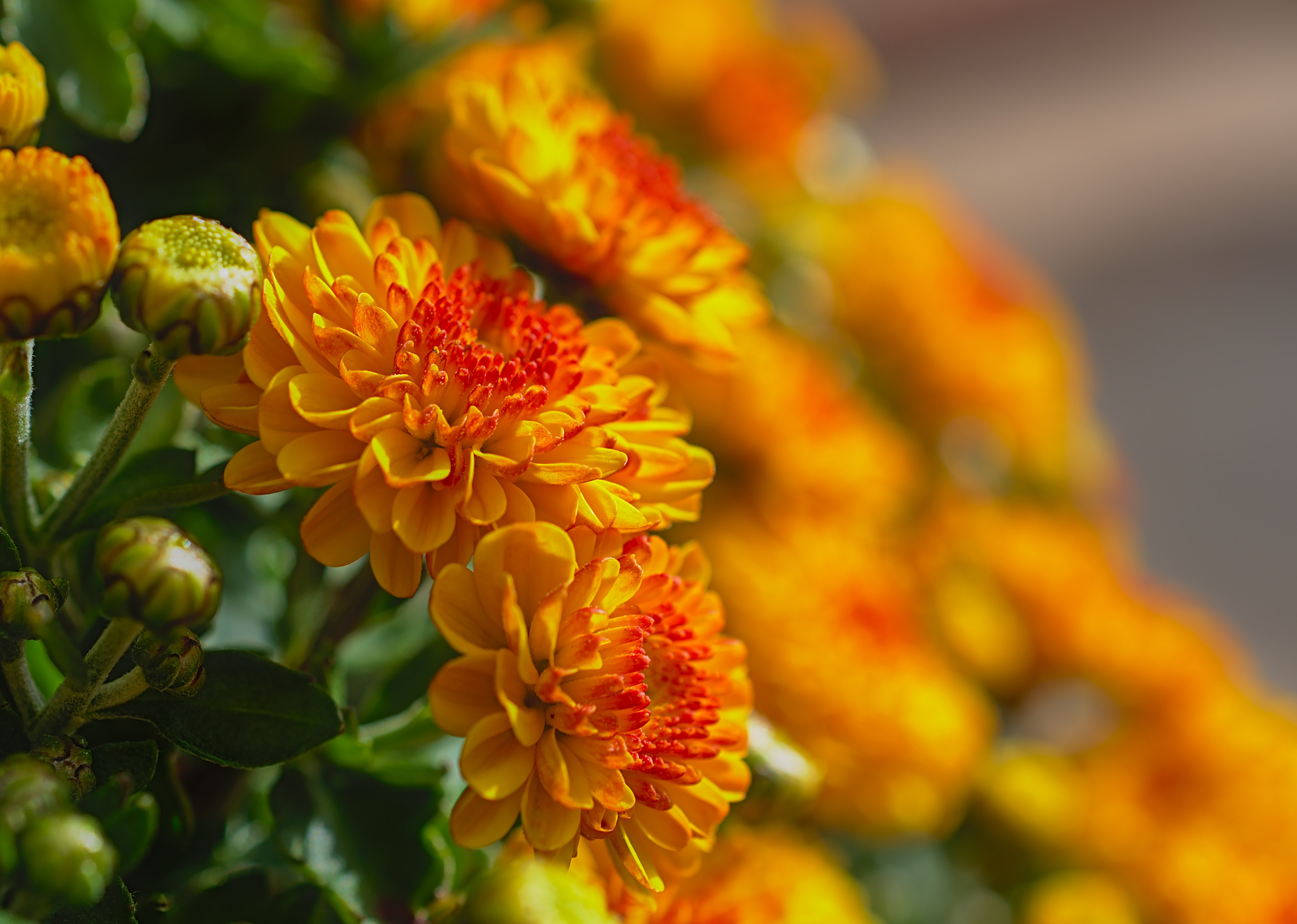 493174 Salvapantallas y fondos de pantalla Crisantemo en tu teléfono. Descarga imágenes de  gratis